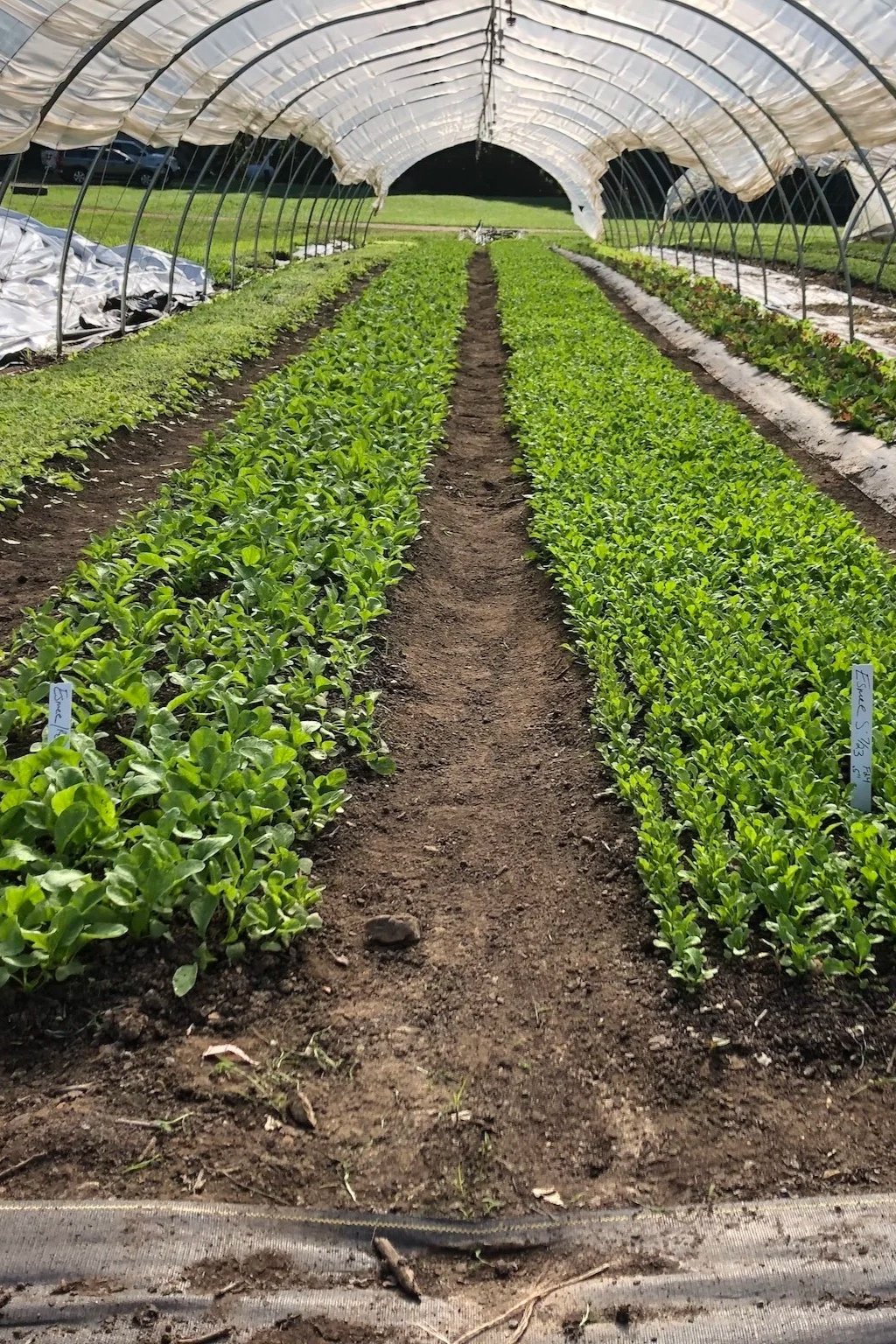 Rows of green leafy plants growing inside a greenhouse with a plastic cover, supported by metal arches, under a partly cloudy sky.