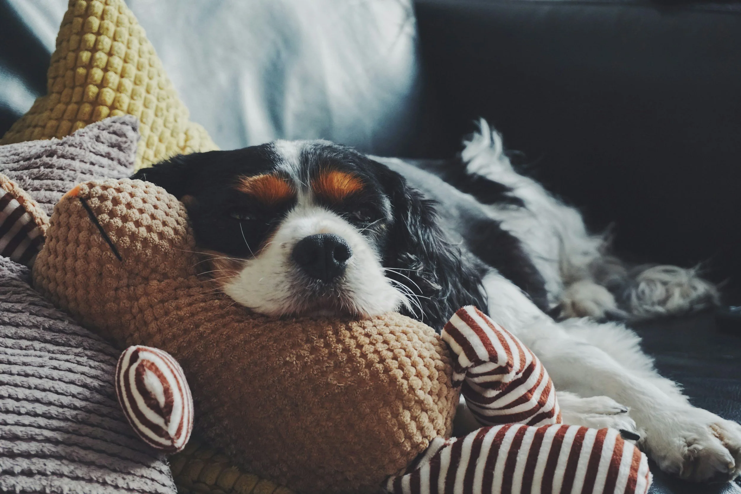 comfortable dog laying on couch.