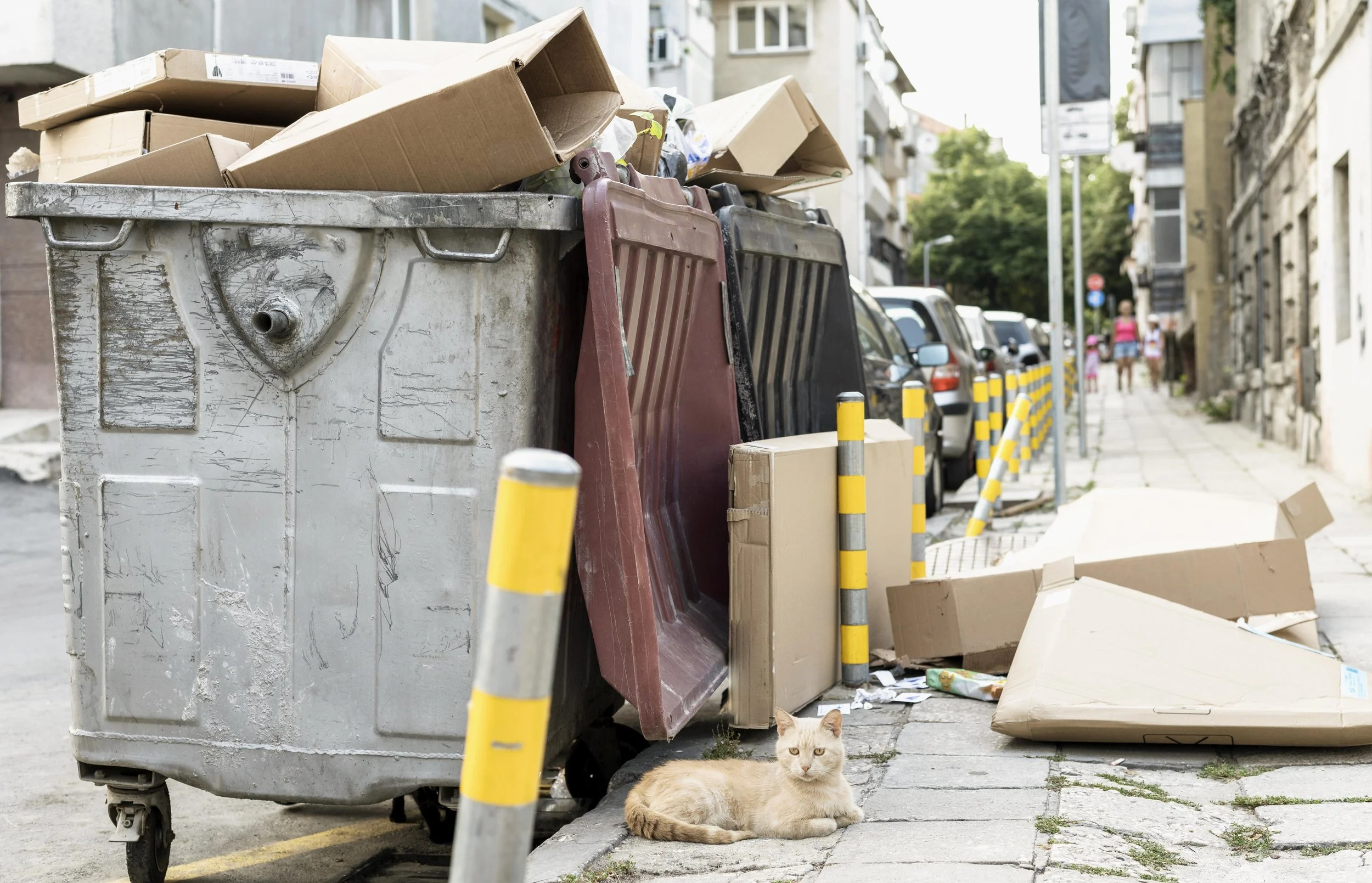 A city street with a large overflowing dumpster filled with cardboard boxes and other trash. A ginger cat is lying on the sidewalk near the dumpster, and several parked cars line the street. Pedestrians can be seen in the background walking along the sidewalk.