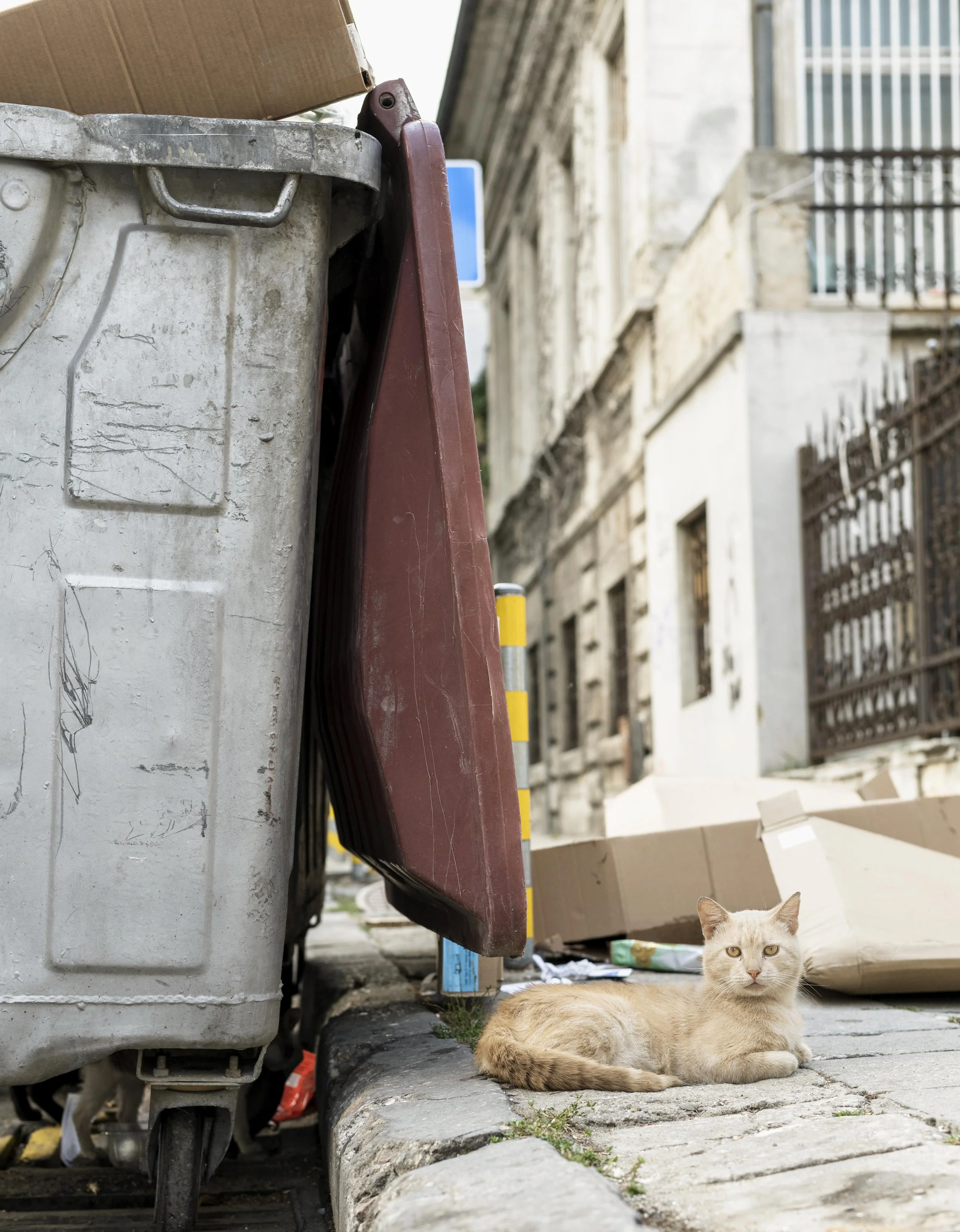 A ginger cat lying on a cobblestone sidewalk next to a large garbage bin and cardboard boxes in an urban alley.