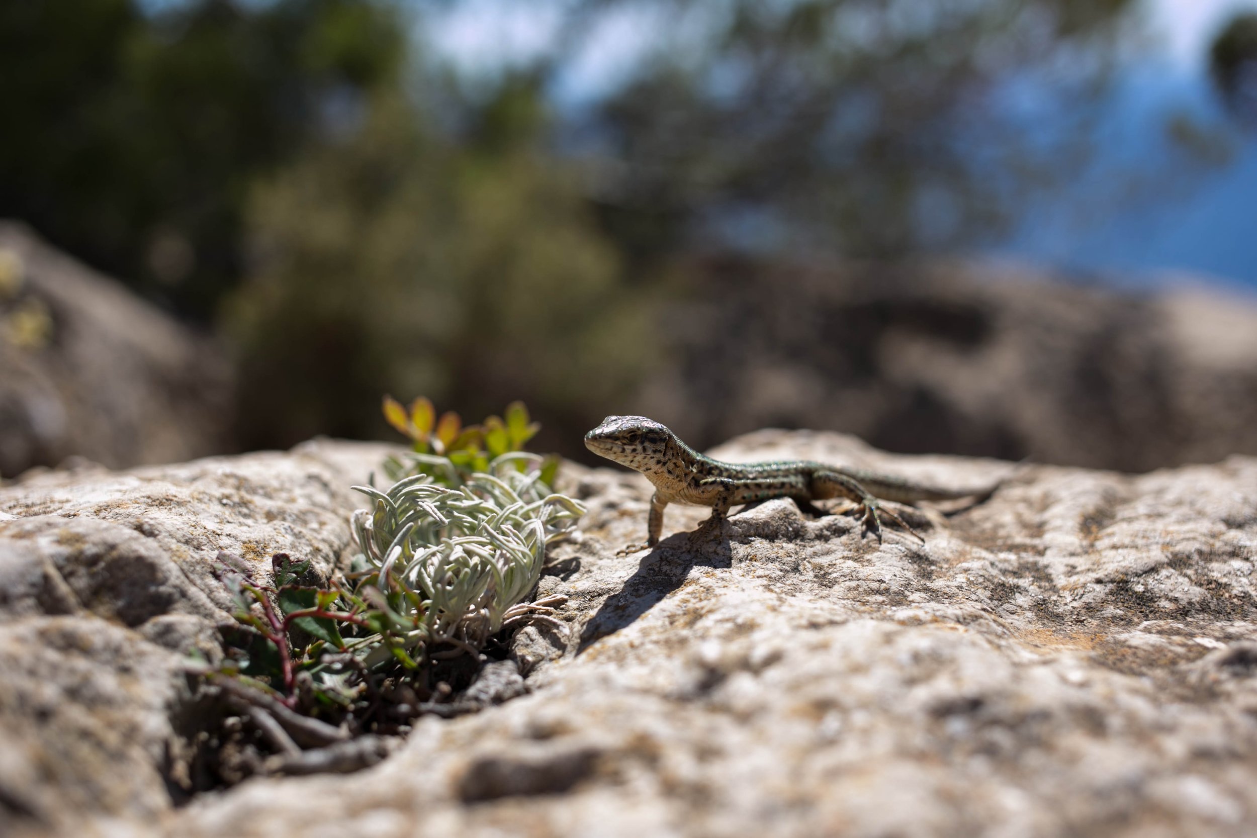 A small lizard on a rock with some succulents and plants nearby, with a blurred background of trees and blue sky.