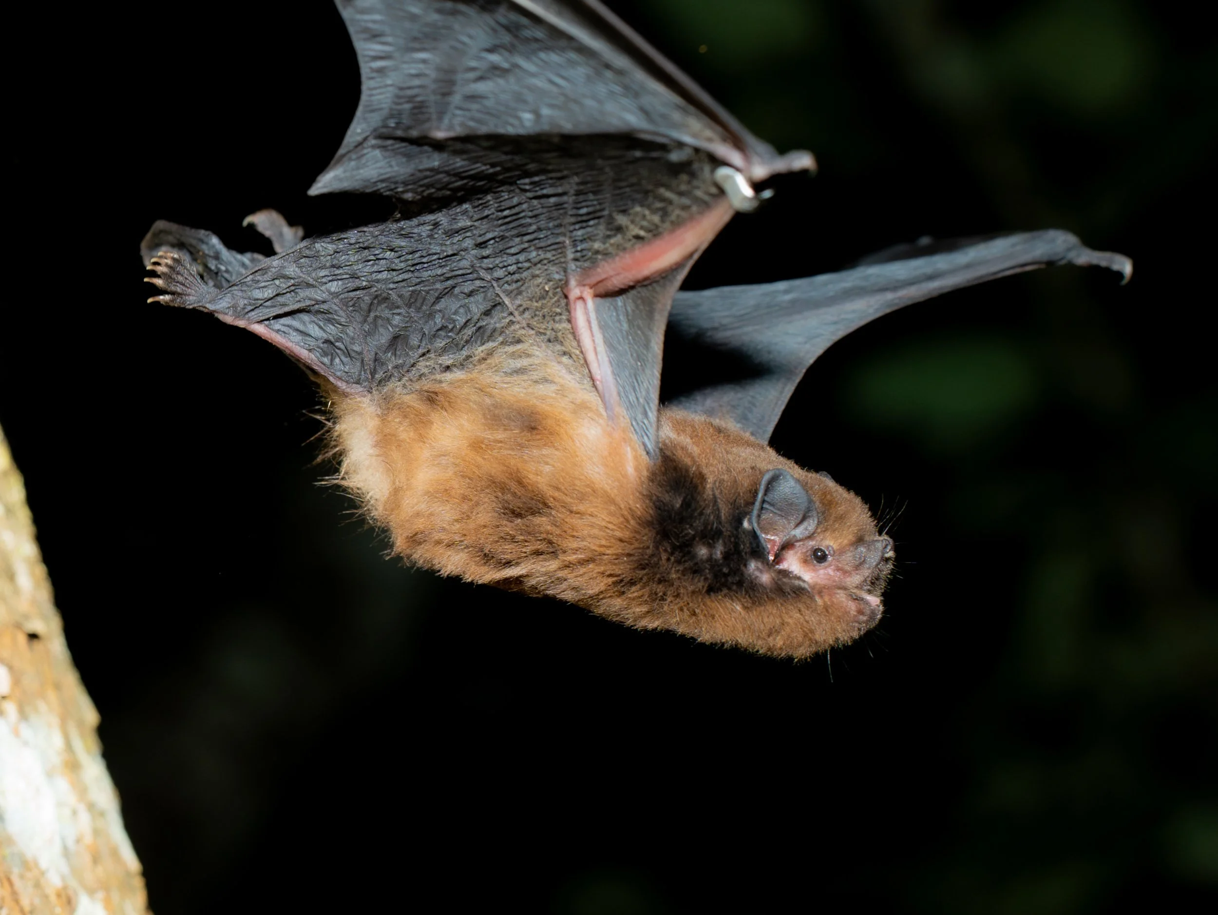Bat Activity Modelling for Wind Farm Planning