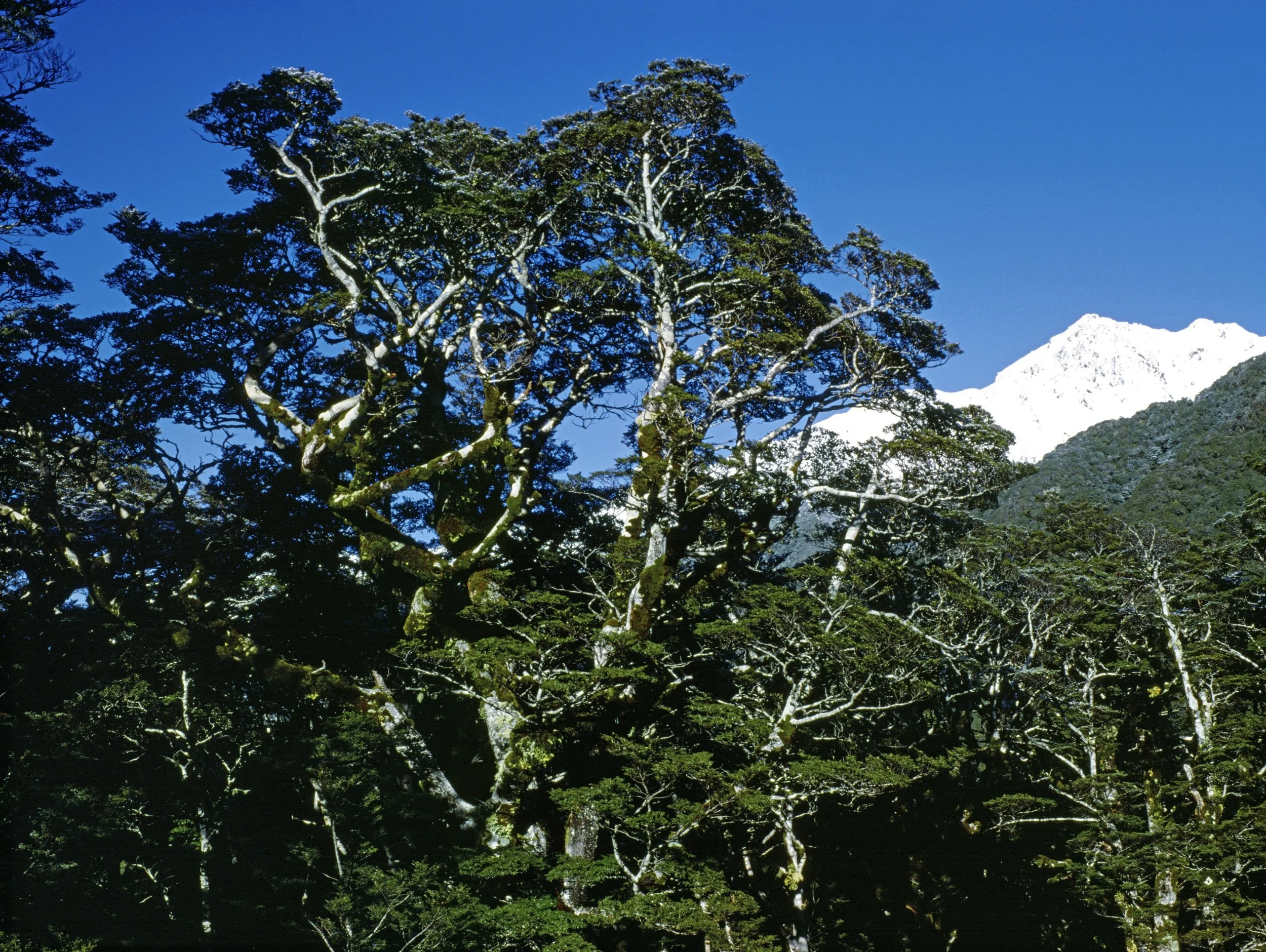 Earthquake Impacts on Montane Forests