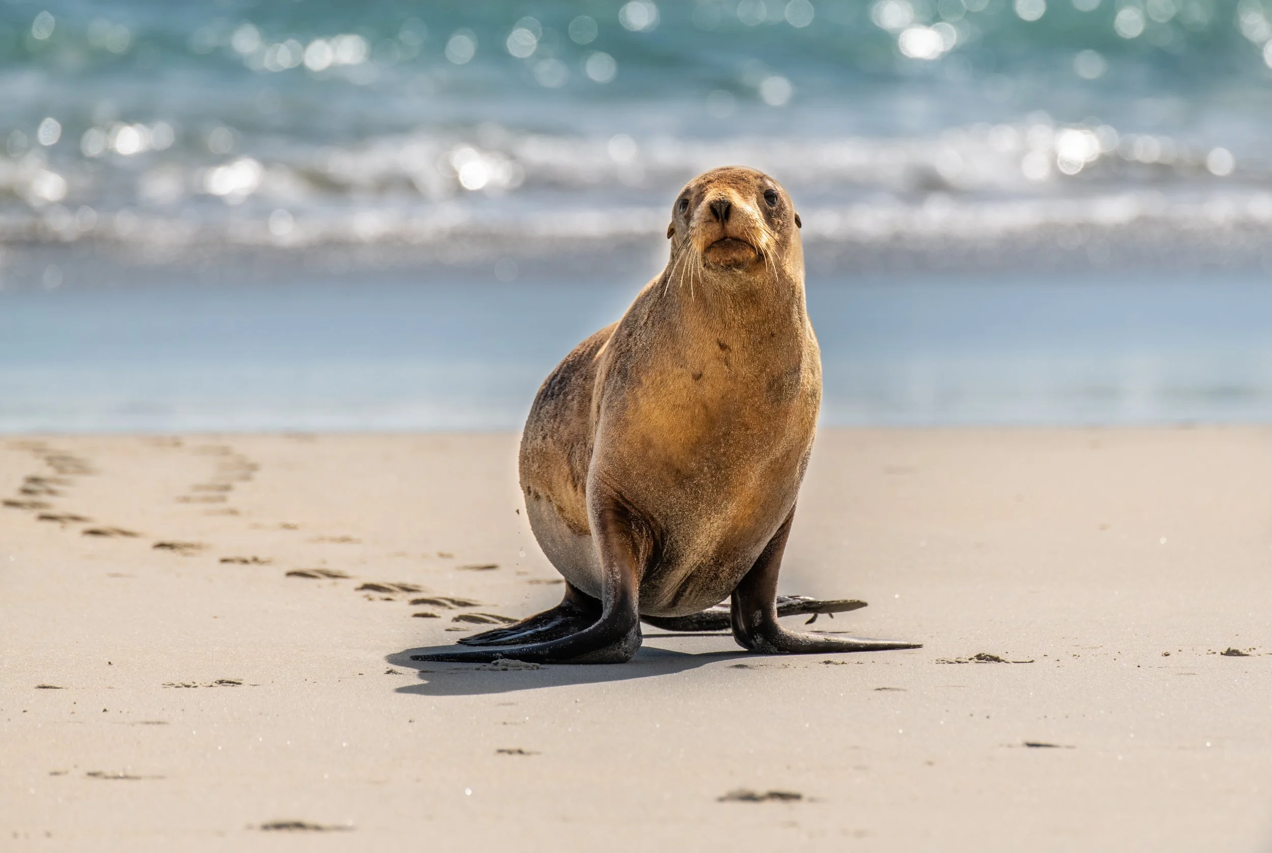 Risk Assessment for Marine Mammal Bycatch