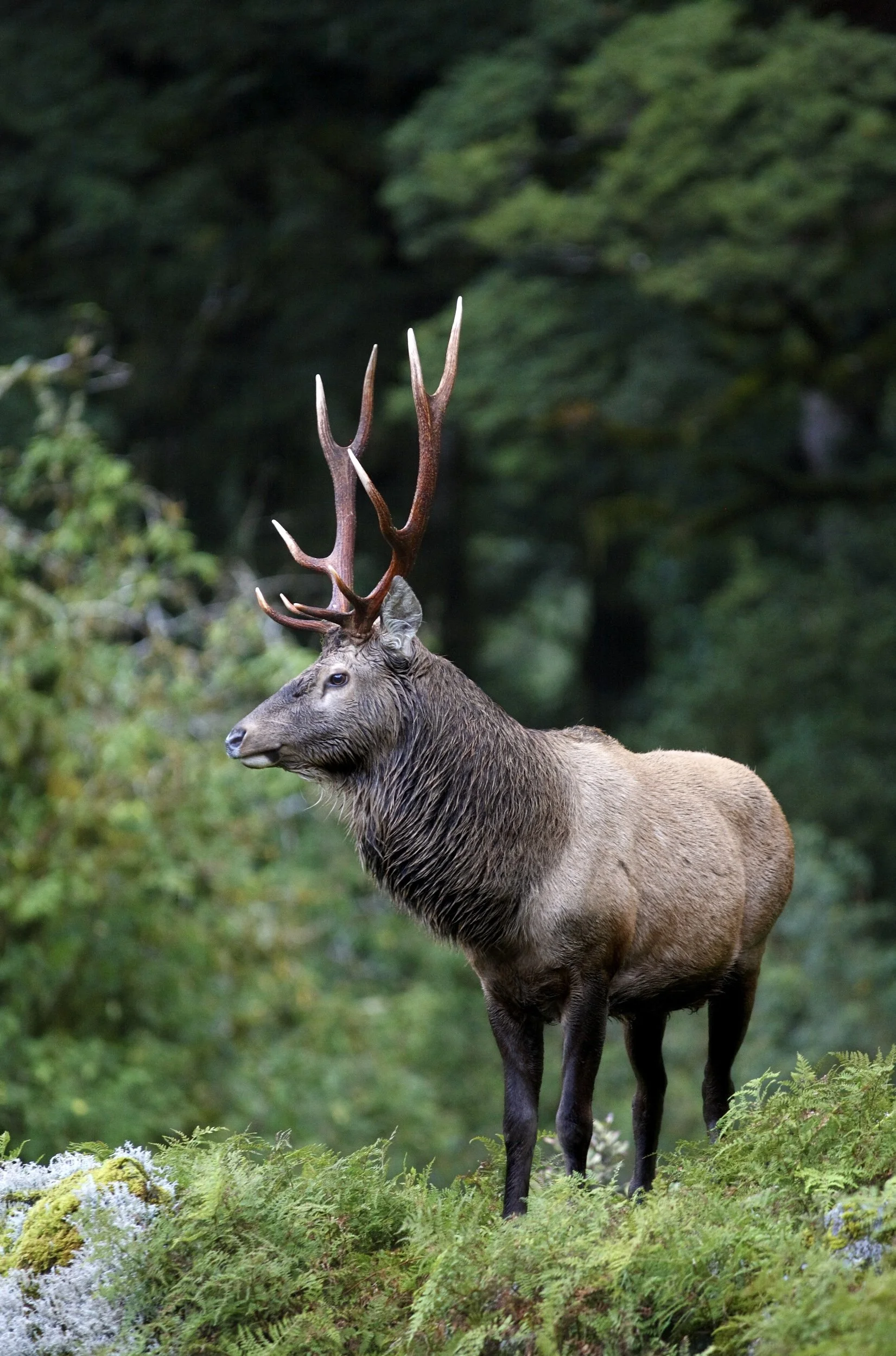 Feral Ungulate Distribution and Disease Risk in New Zealand