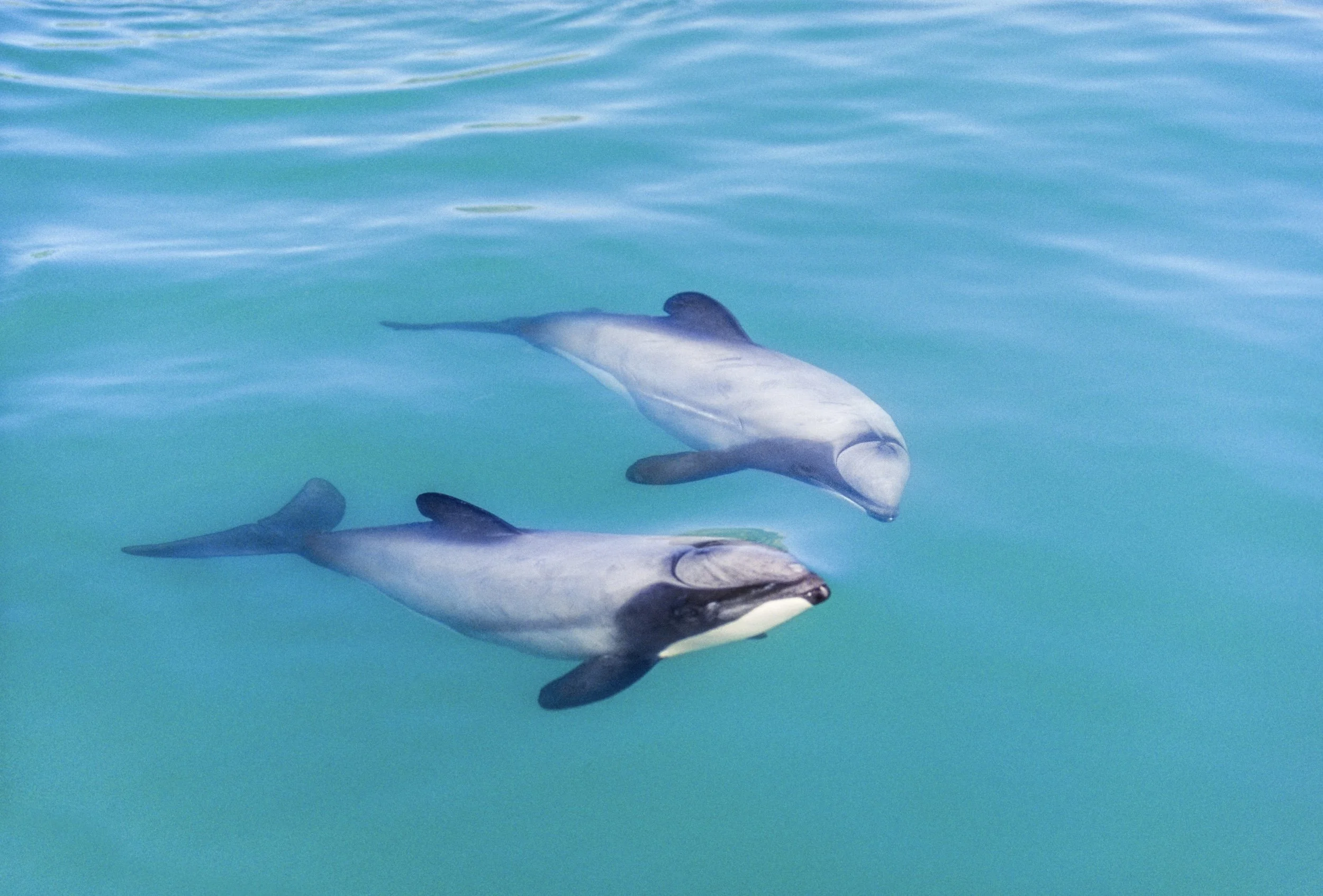 Abundance and Distribution of Hector’s Dolphin