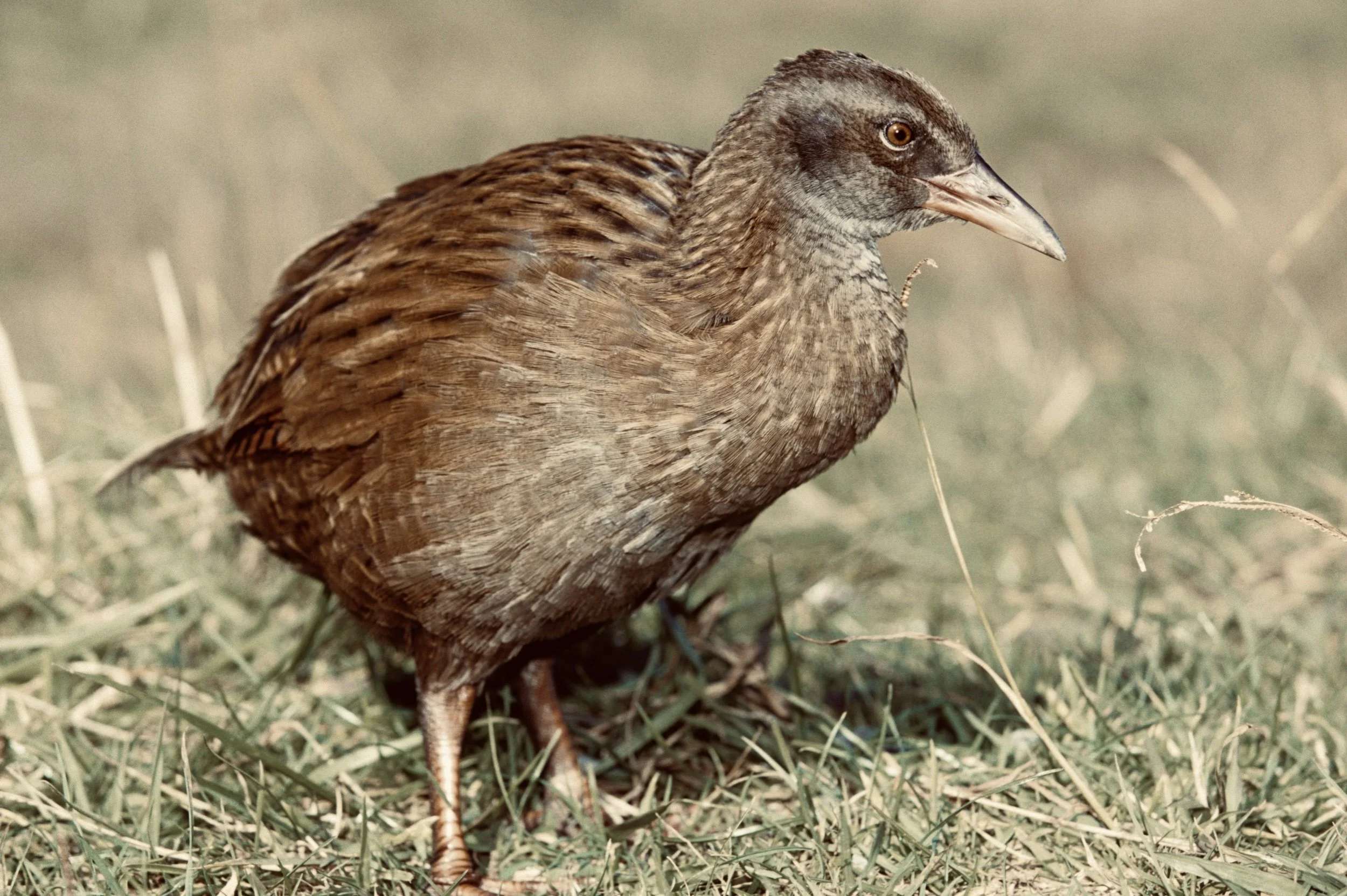 Buff Weka Reintroduction