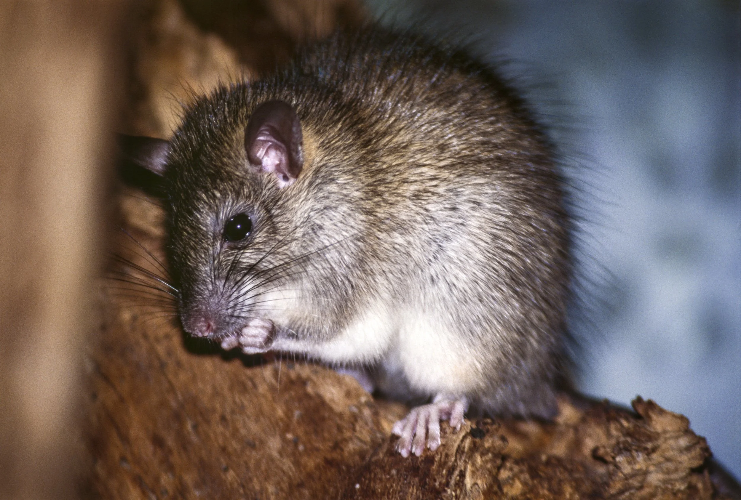Rat removal from Miramar Peninsula