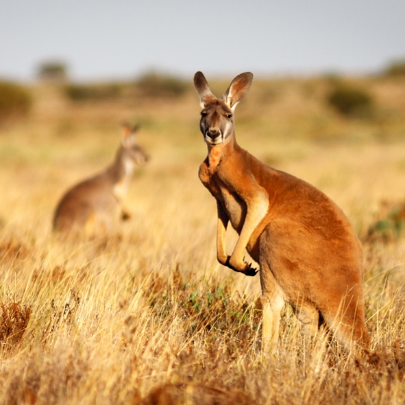 Kangaroo Density Estimates in National Parks&nbsp;