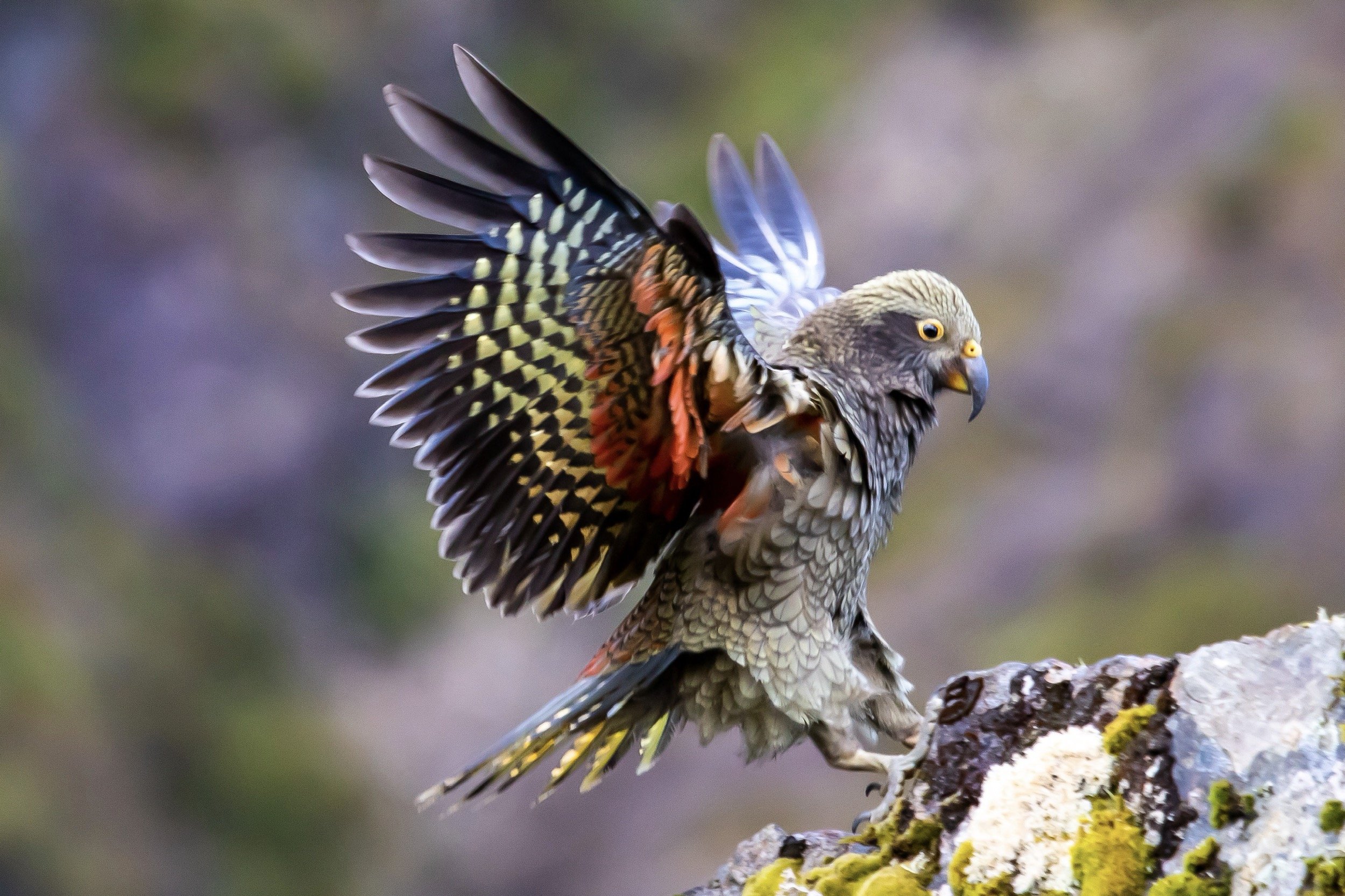 A Kea, perched on a branch with its wings partially spread, showing detailed feathers with a pattern of black, yellow, and orange. The bird's head is turned to the side, revealing sharp eyes and beak. The background is blurred with natural colors.