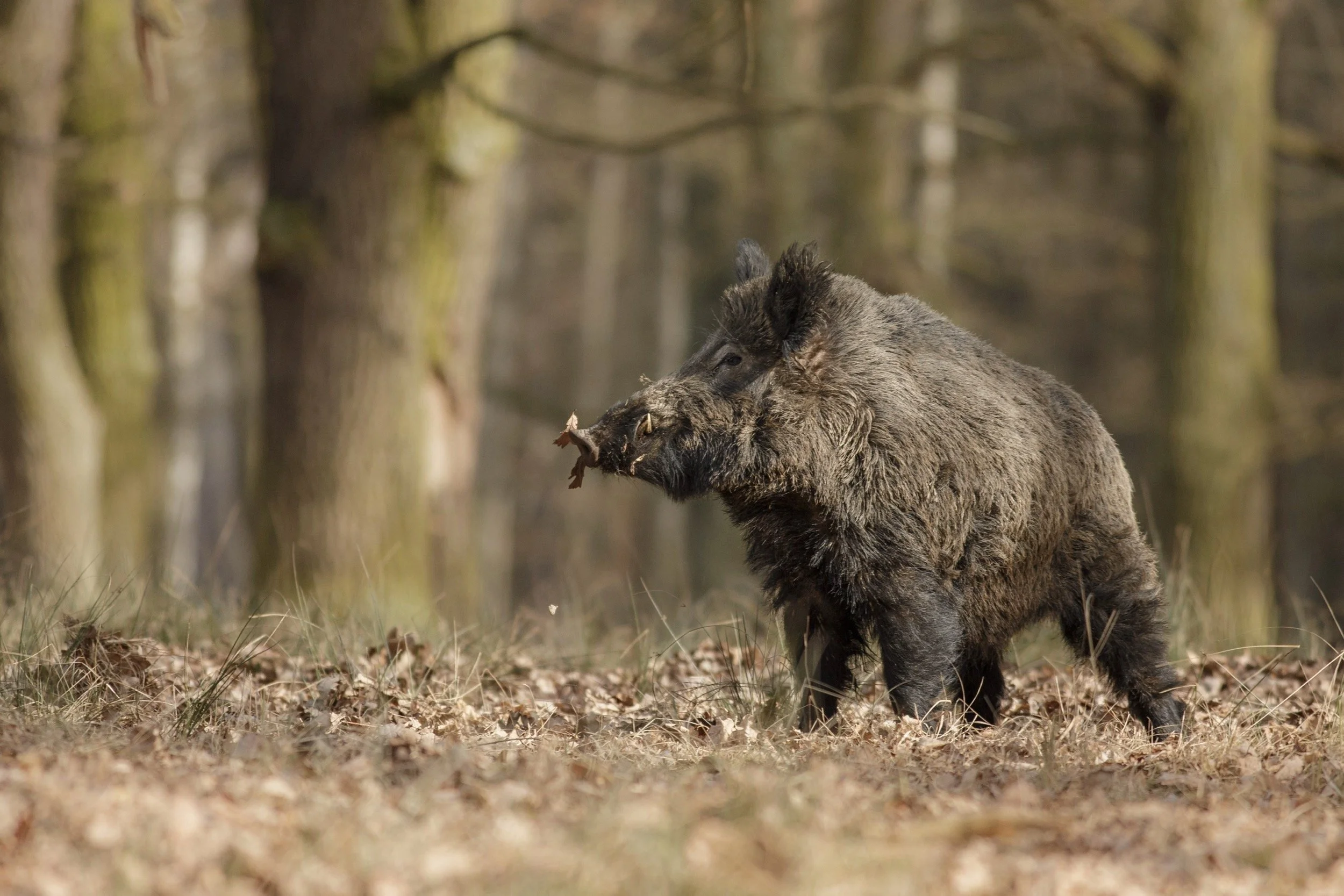 A wild boar standing in a forest, surrounded by trees with brown and green moss on the trunks, on a ground covered with fallen leaves and grass.