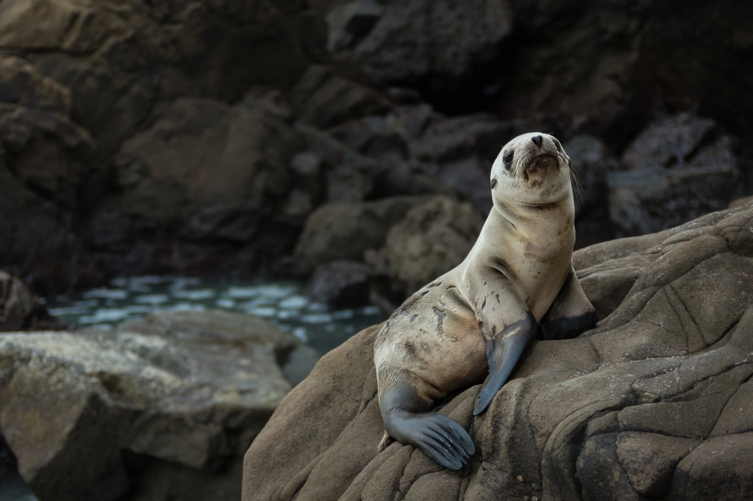 A seal lying on rocks near water, looking upward, with a dark rocky background.