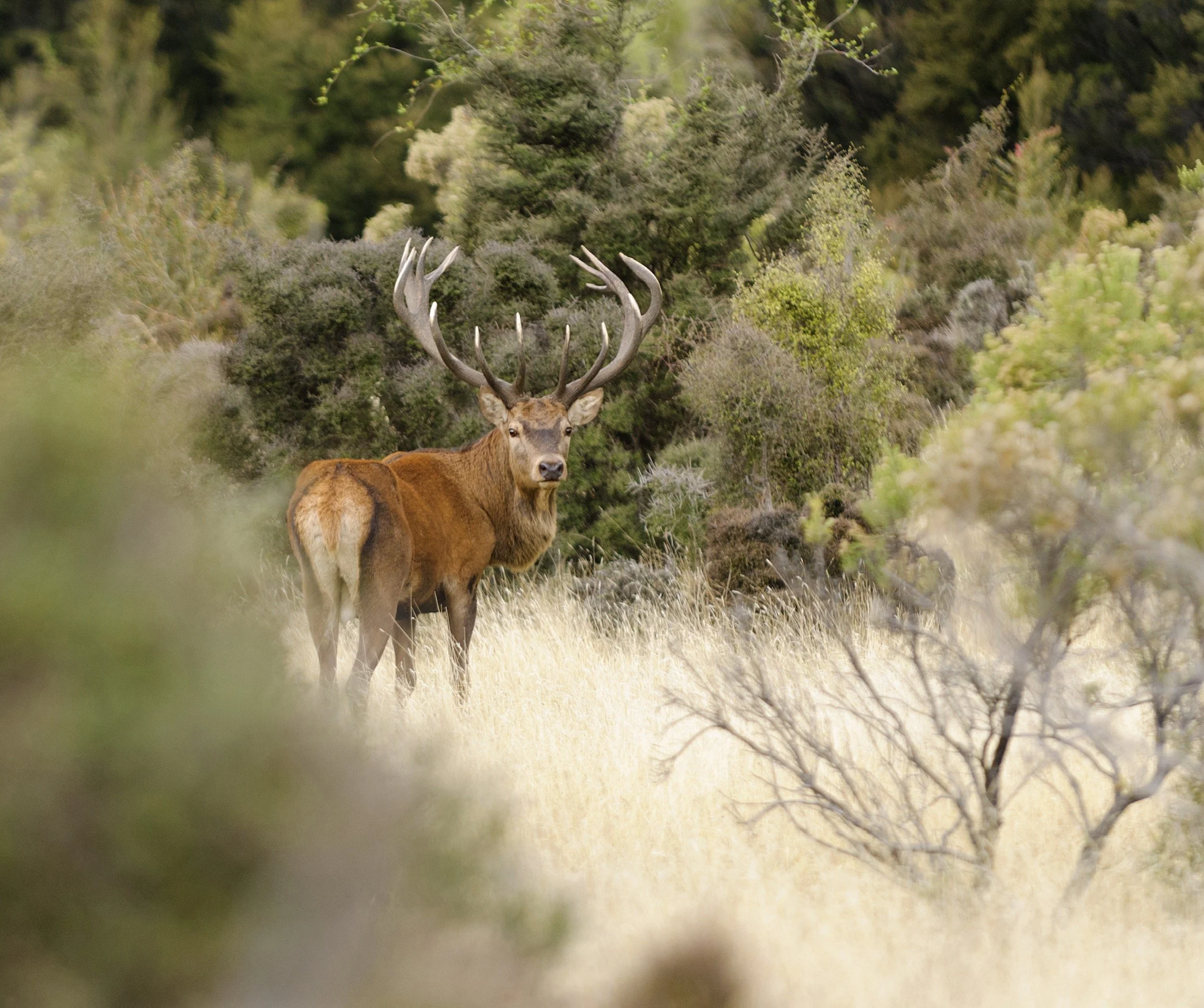 A deer with large antlers standing in a forested area with green foliage and trees.