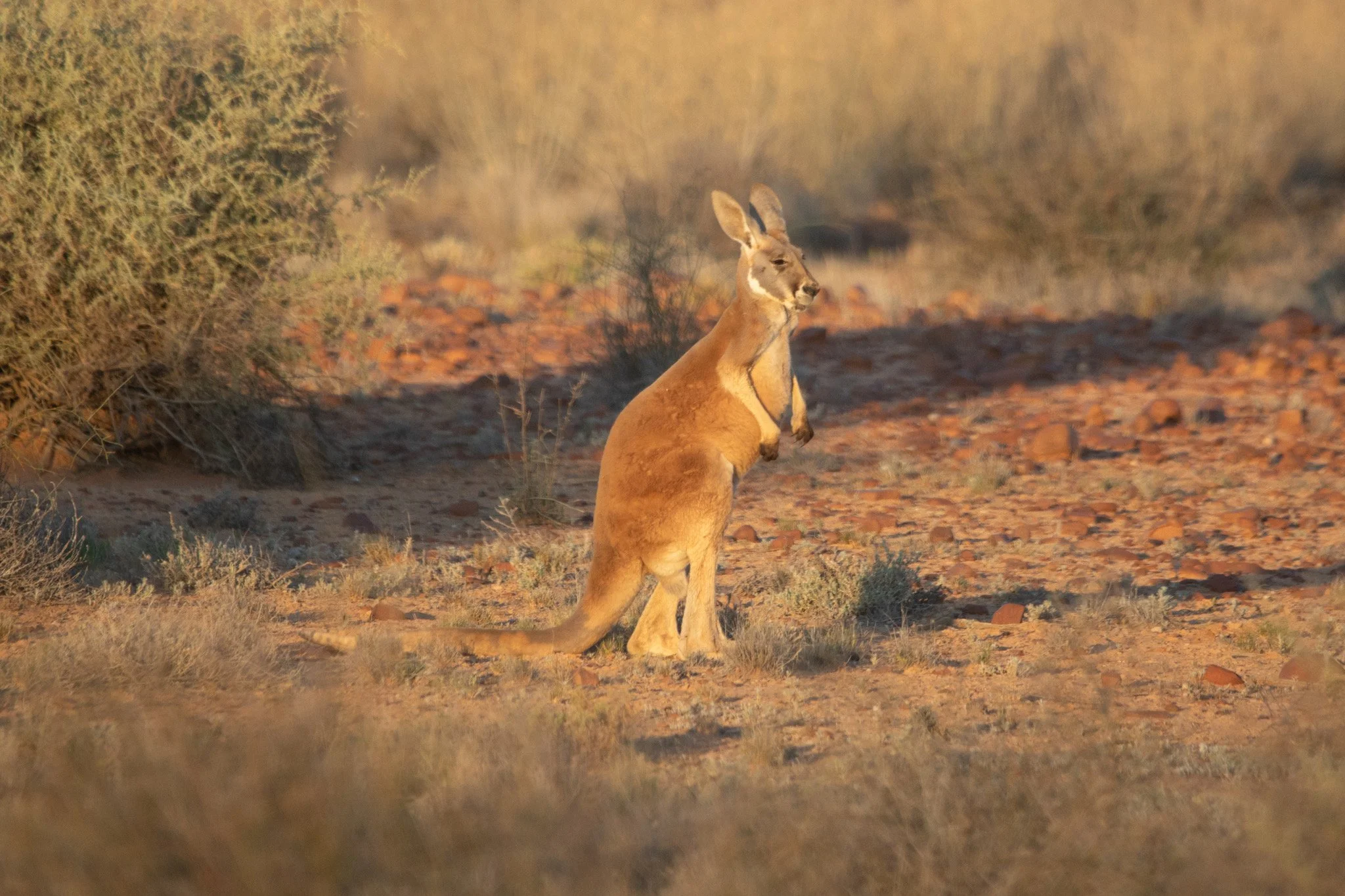 Kangaroo stands alone