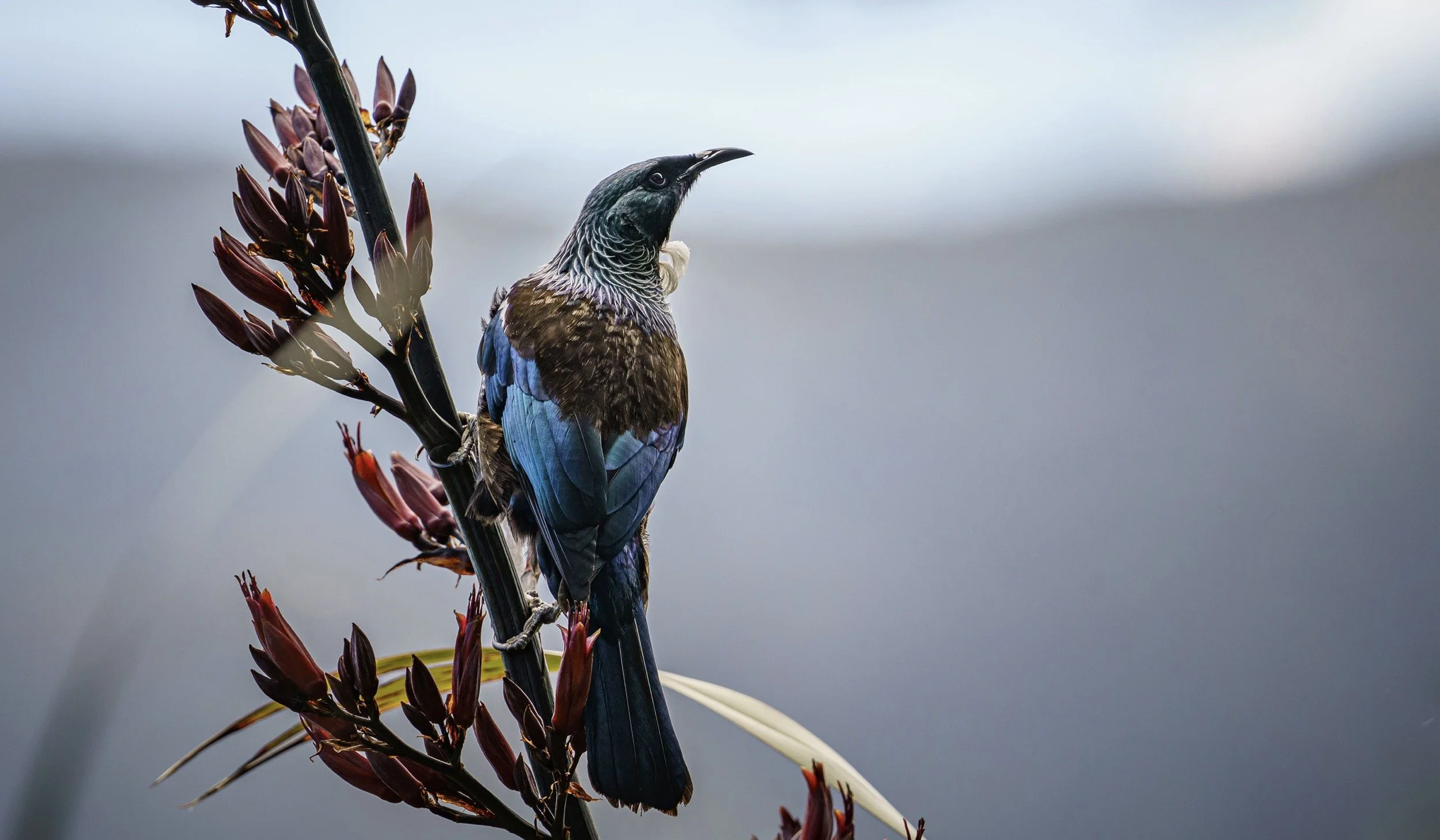 A colorful bird with a curved beak perched on a flowering plant against a gray sky.