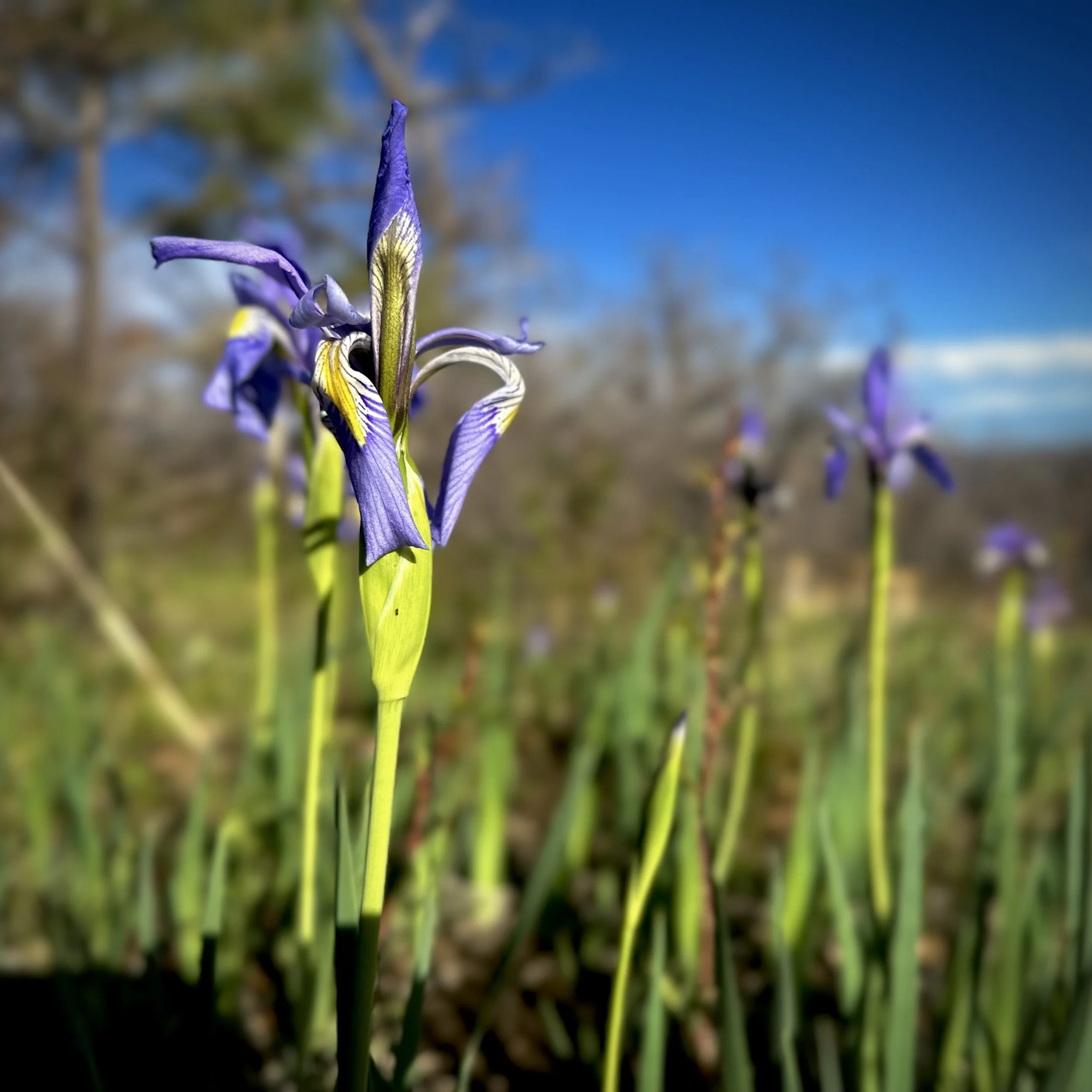 IMG_1730.jpeg