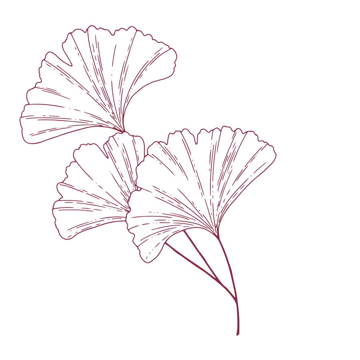 Outline drawing of three ginkgo leaves in purple on a black background.