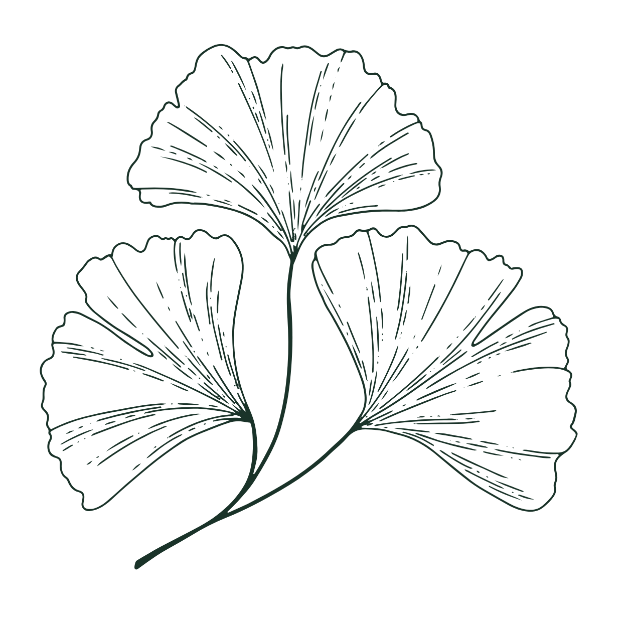 Outline drawing of three ginkgo leaves on a black background.