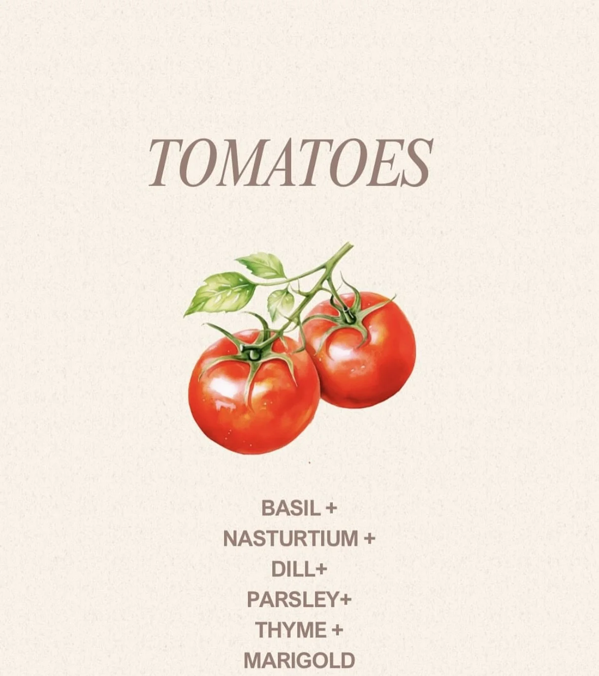 tomatoes.jpeg