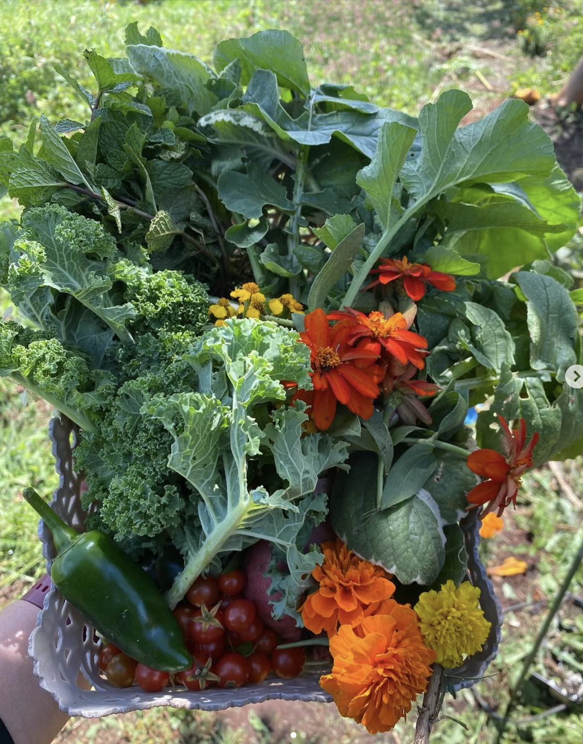 Wahiawa Farmer's Market