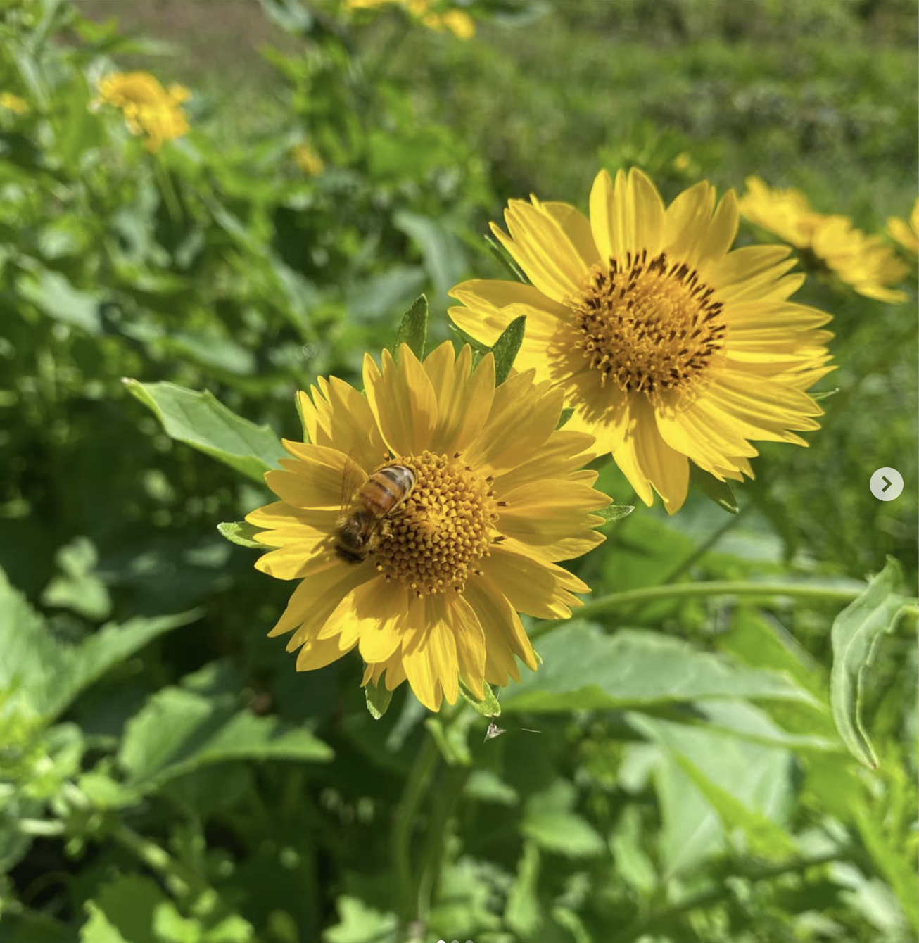 Screenshot 2025-08-12 at 5.24.53 PM.png