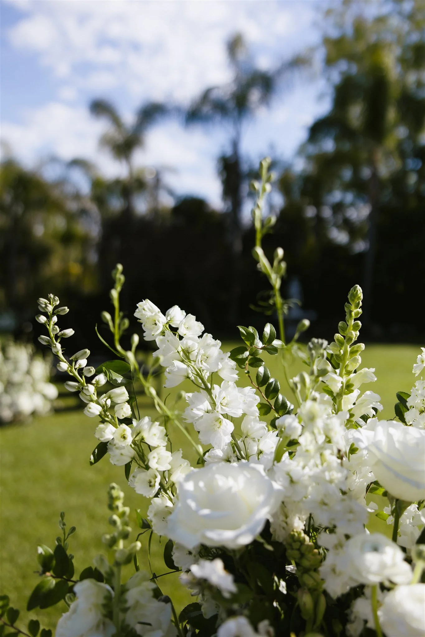 Close-up of white flowers with blurred trees and sky in the background.