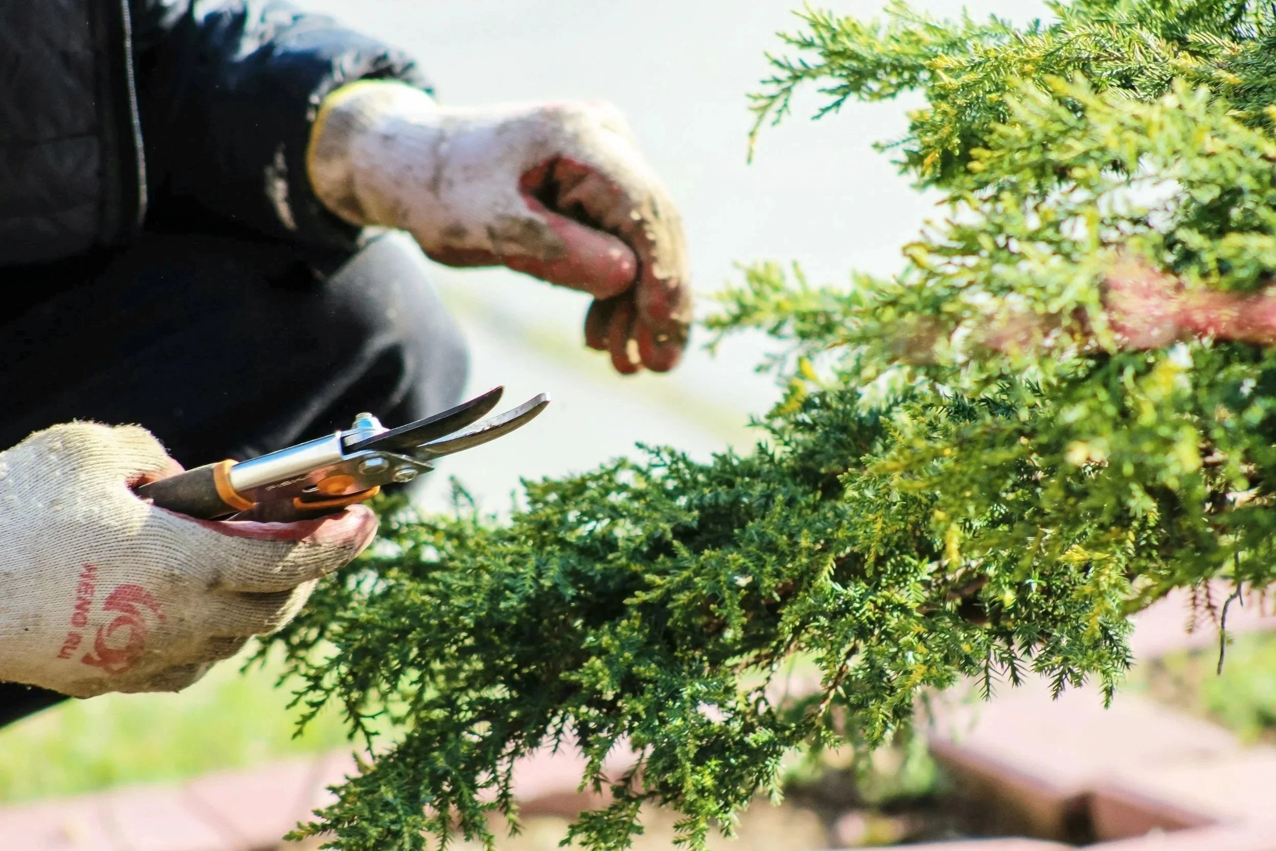Close-up of hand pruners trimming a shrub – gardening service in North Lakes.