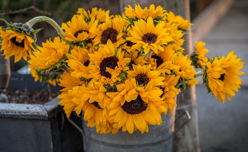 Sunflower Bucket