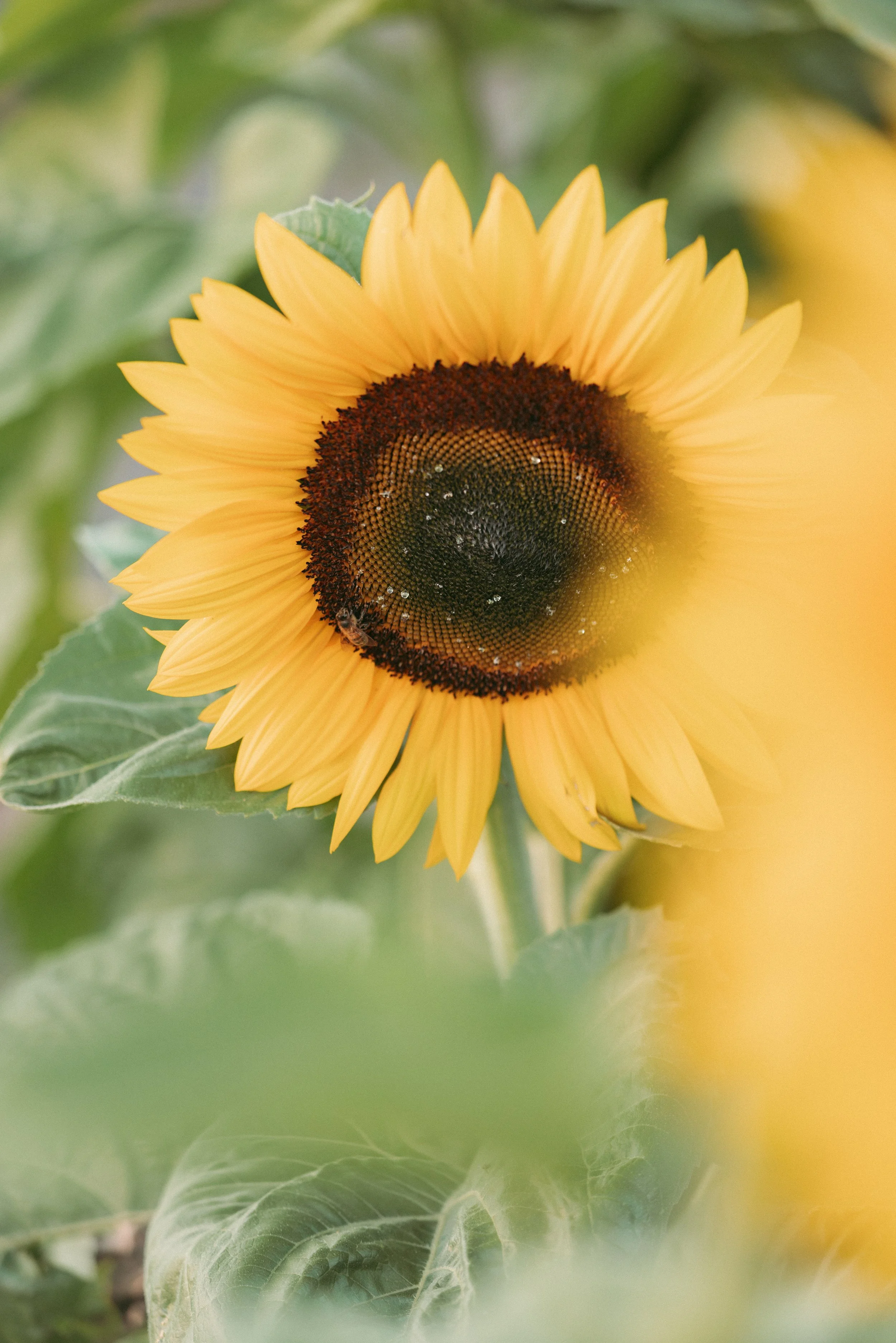 Close-up of a blooming sunflower with yellow petals and a dark center, surrounded by green leaves.