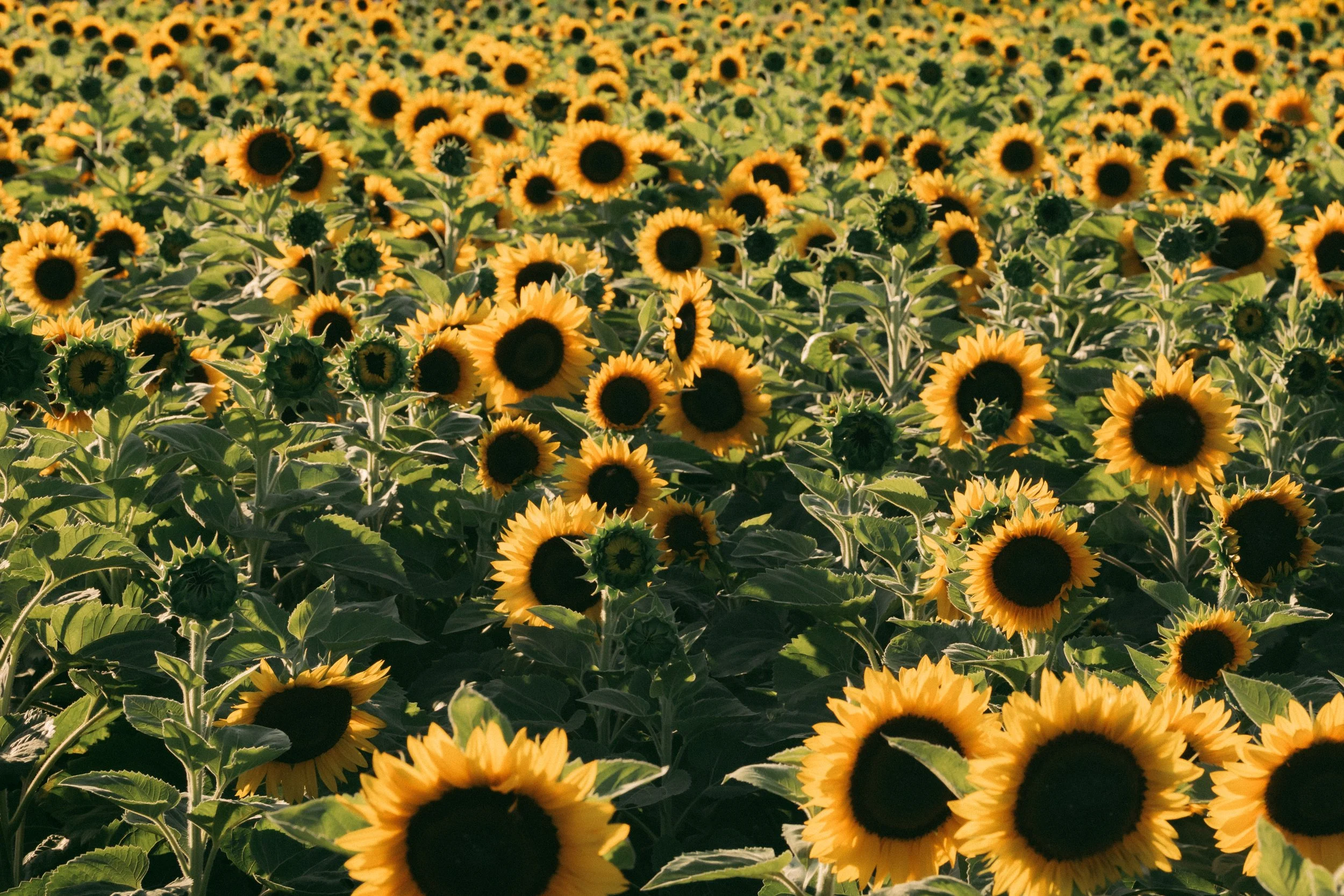 A field filled with blooming sunflowers under bright sunlight.