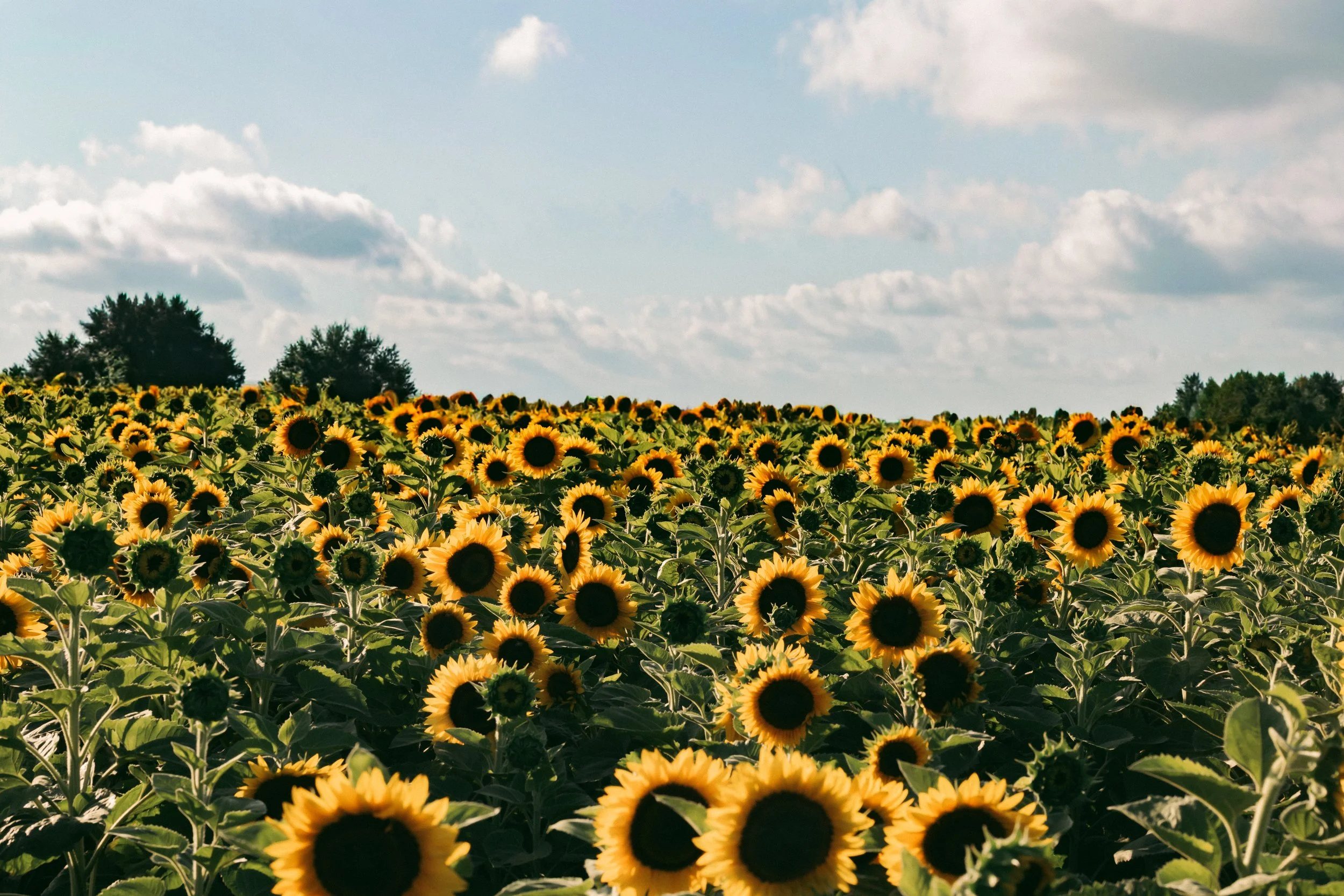 A vast field of blooming sunflowers under a partly cloudy sky.