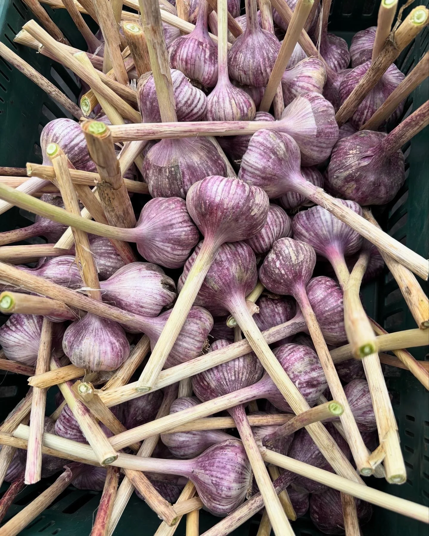 Organically Grown Garlic