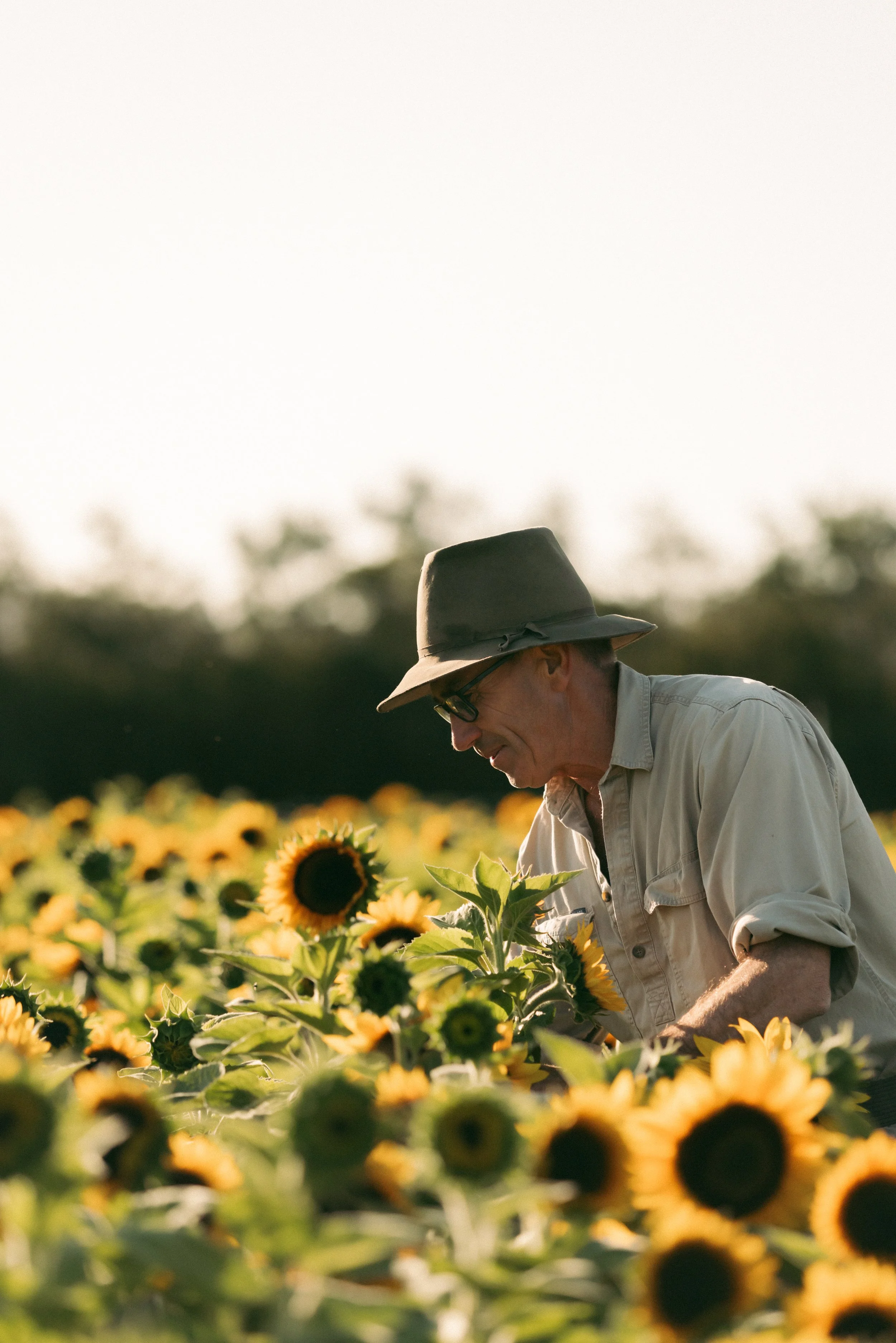 A man in a hat and sunglasses tending to sunflowers in a field during sunset.