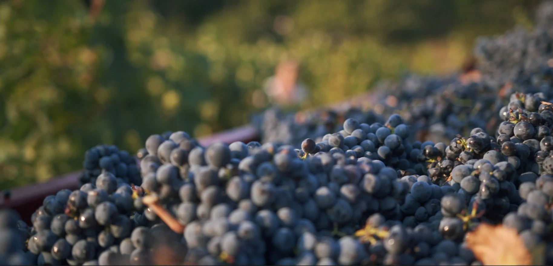 Screenshot 2025-08-21 125303.jpg