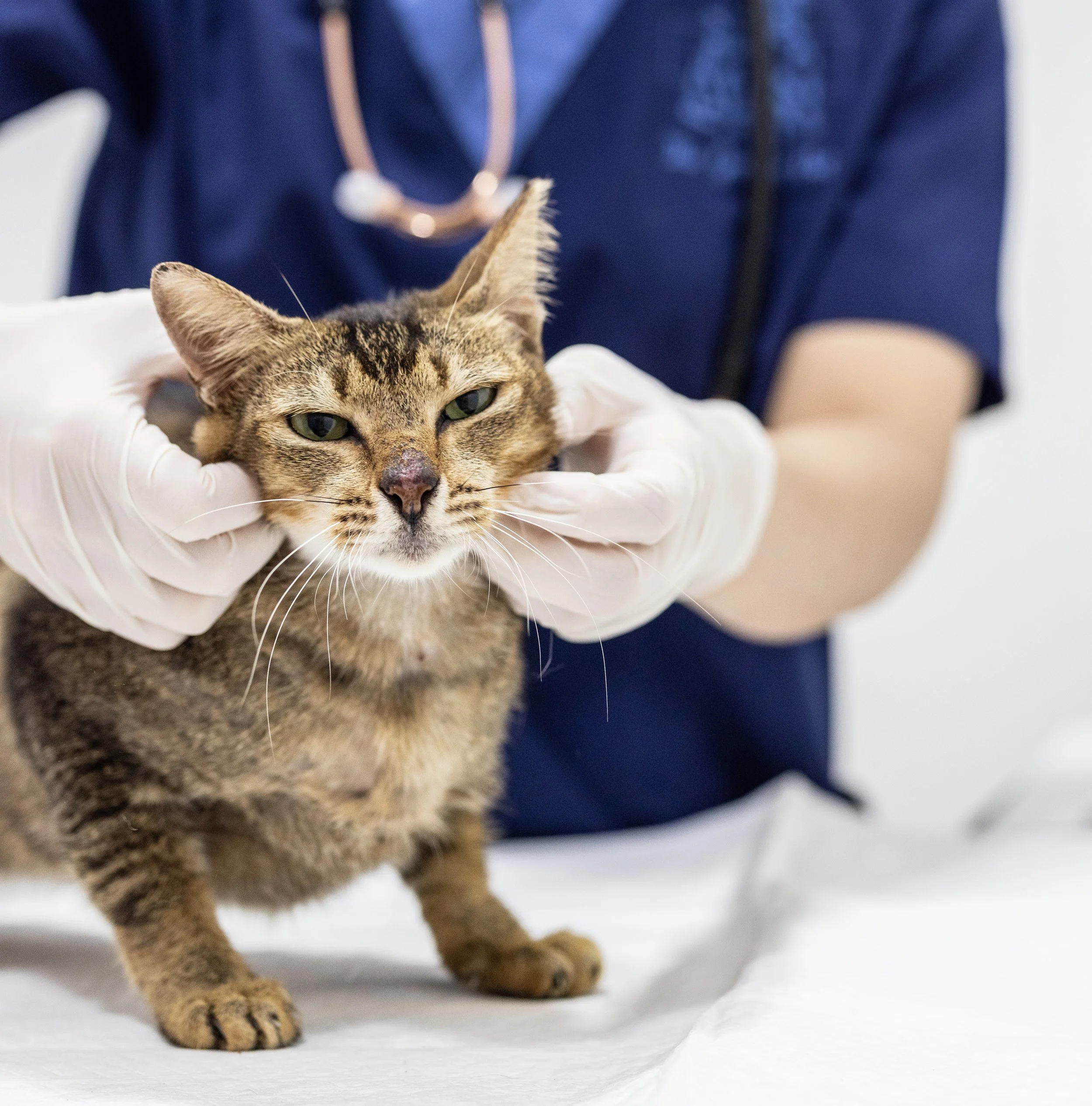 Cat at the vet
