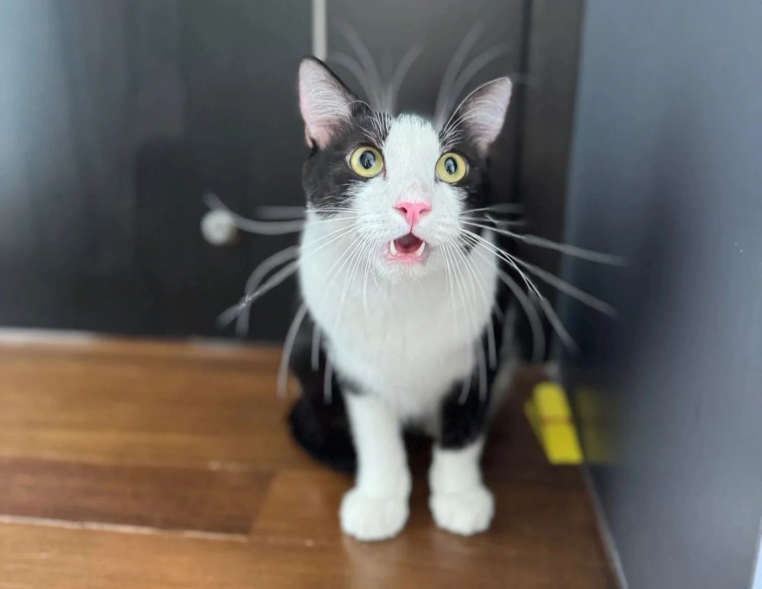 A black and white cat with yellow eyes and pink nose looks up with mouth slightly open, standing on a wooden floor next to a dark wall and a piece of black furniture.