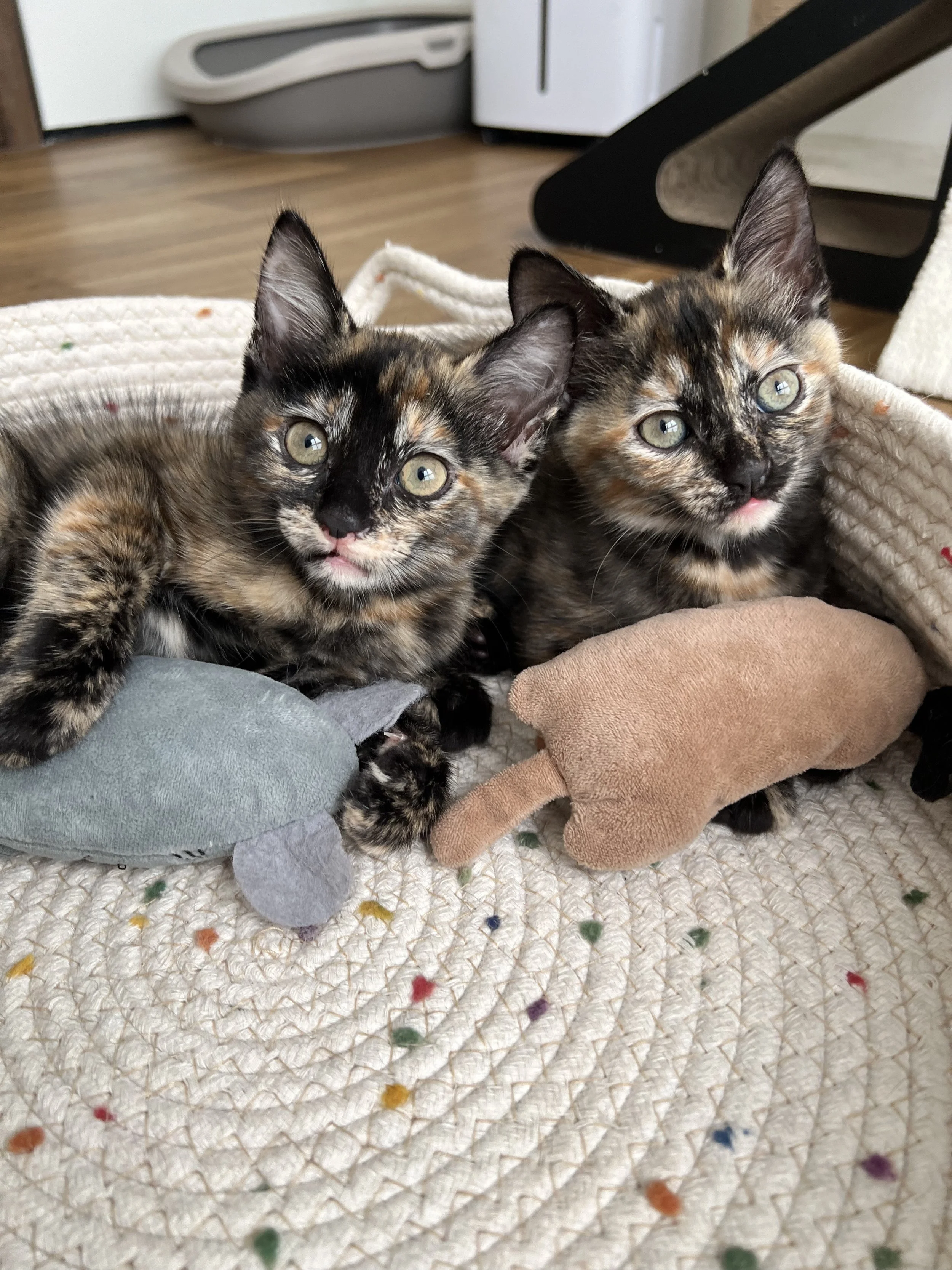 Ember (left) and Nutmeg (right), 2024 alumni