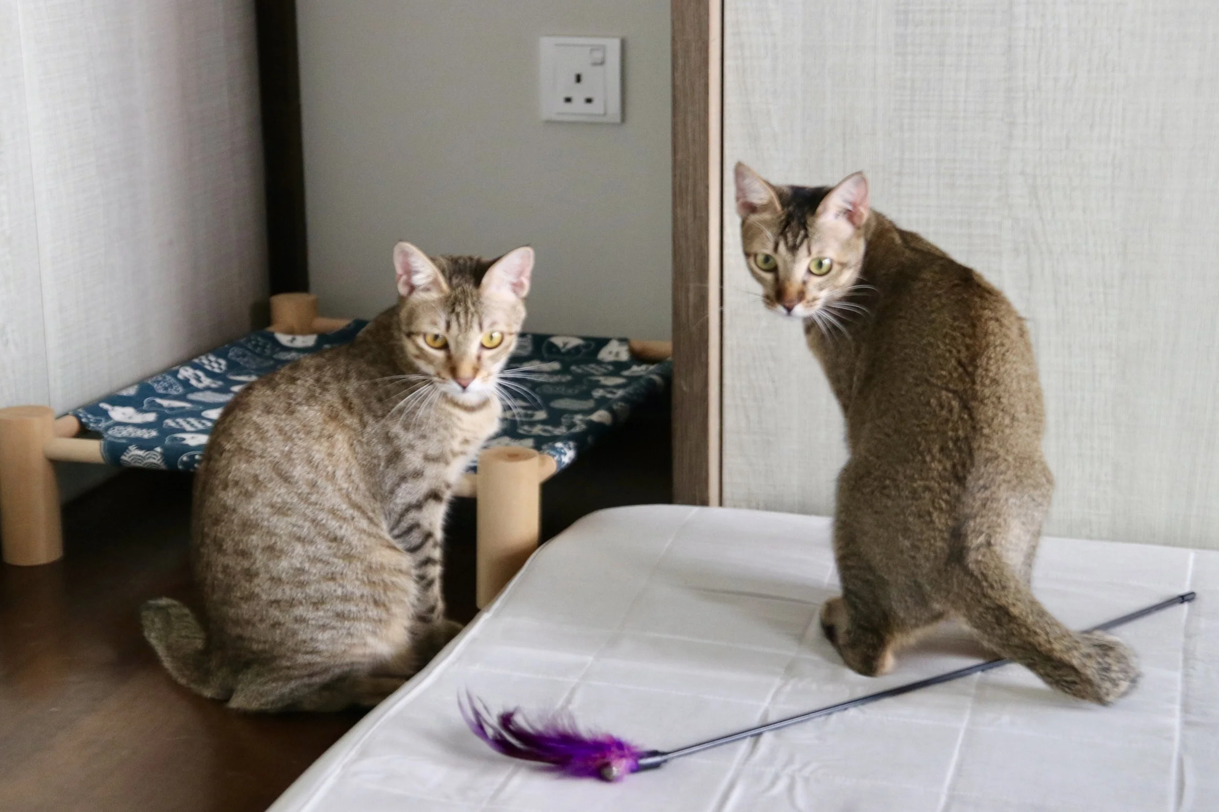 Deme and Boomba, adopted in 2025