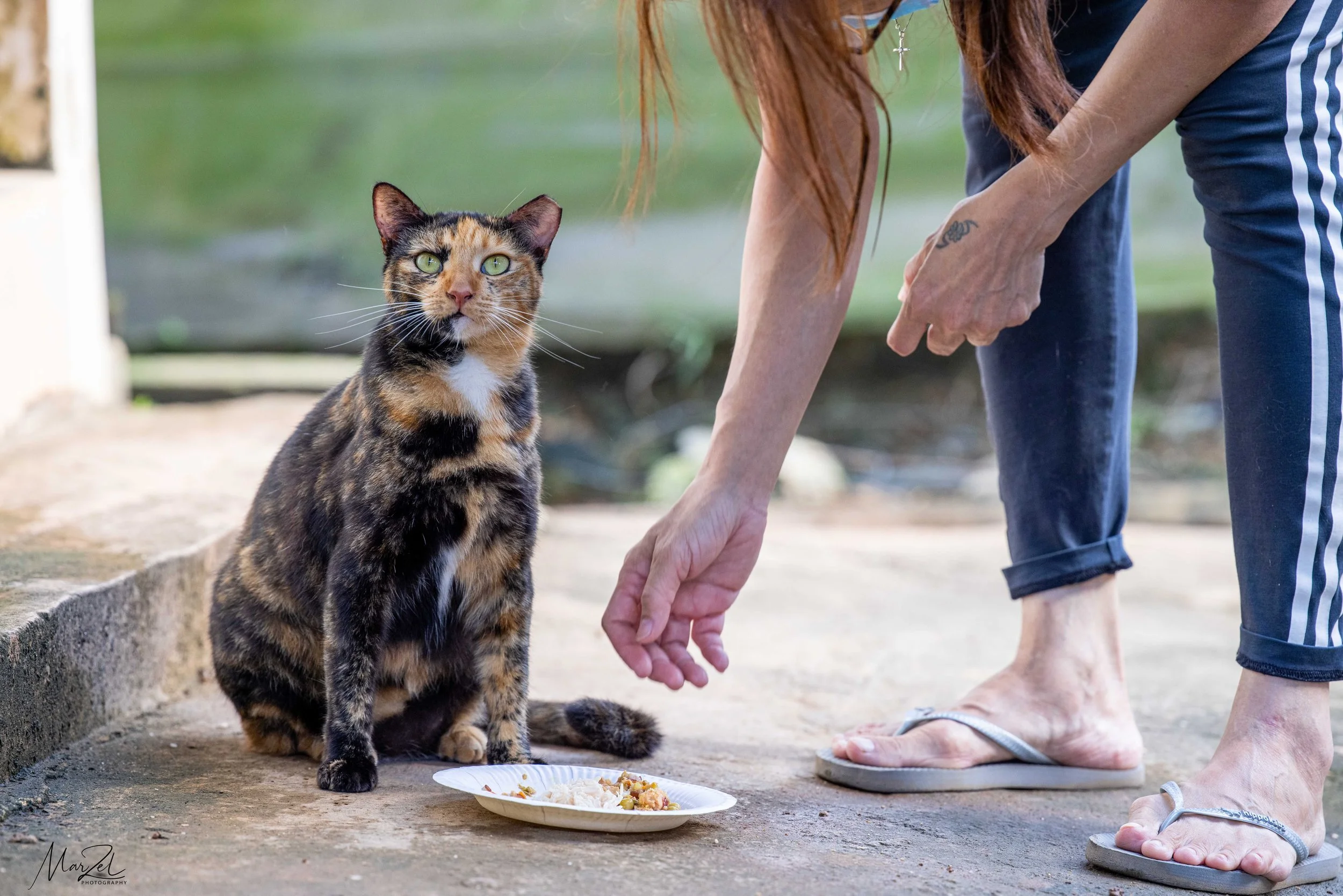 A woman in casual clothes and flip flops offers food from a plate to a calico cat sitting on the ground outdoors near a concrete curb.