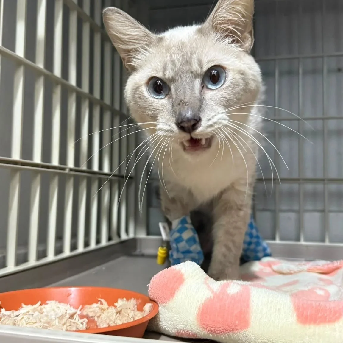 Injured Cat