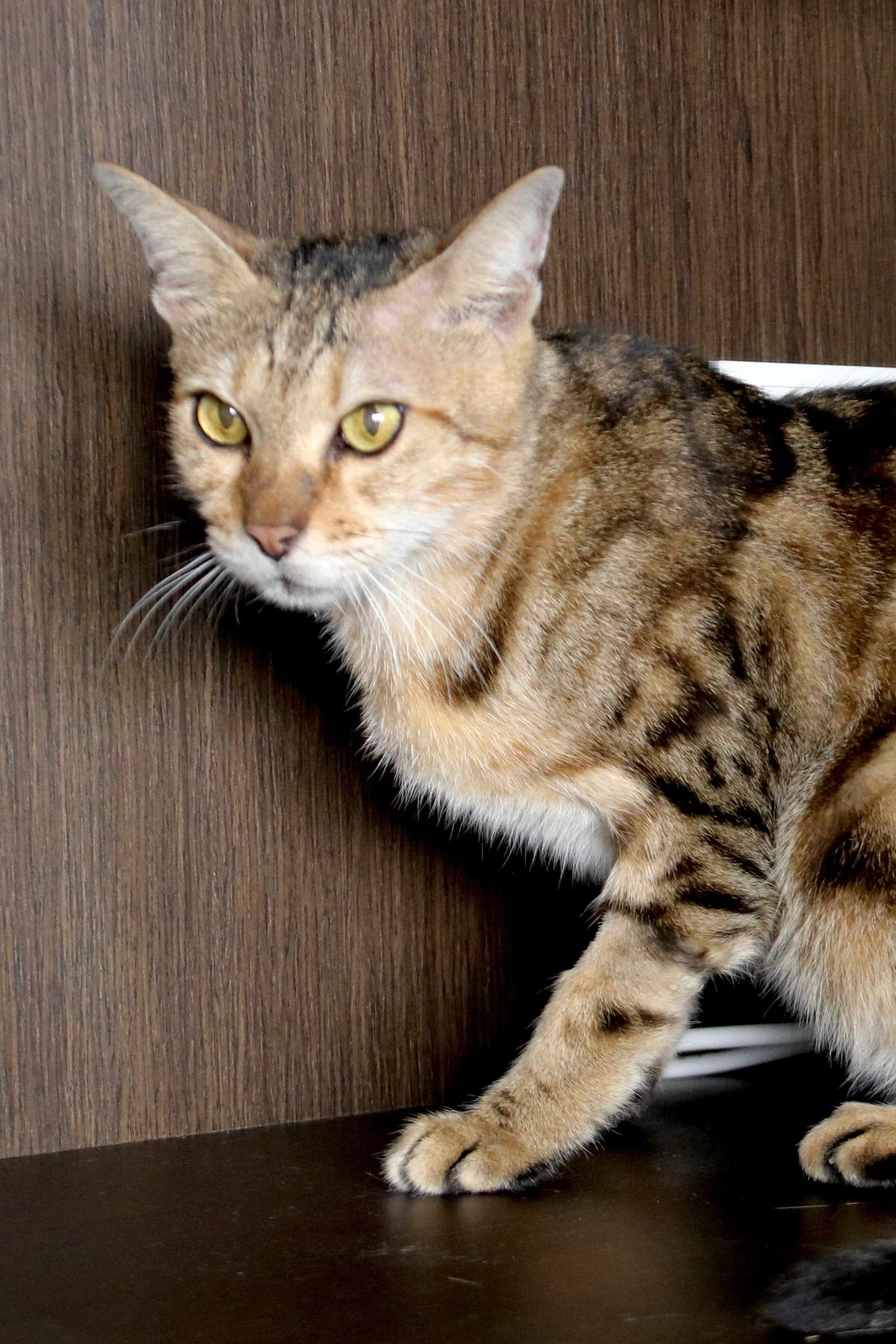 A brown tabby cat with yellow eyes standing on a black surface against a wooden wall.