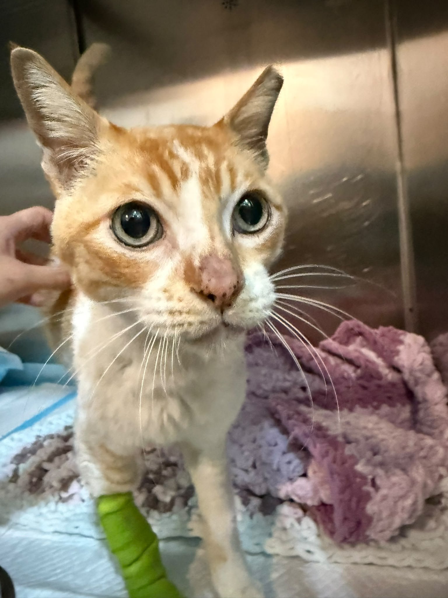 medical cat
