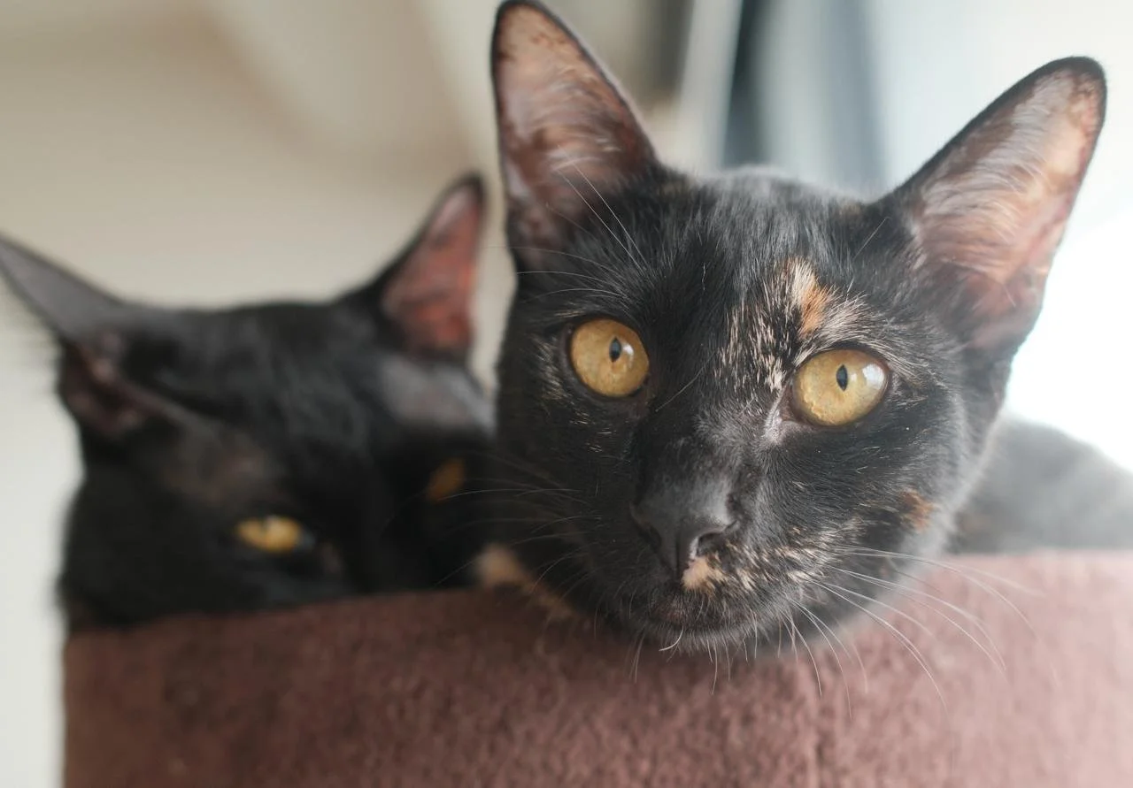 Kuro (left) and Sally (right), 2025 alumni
