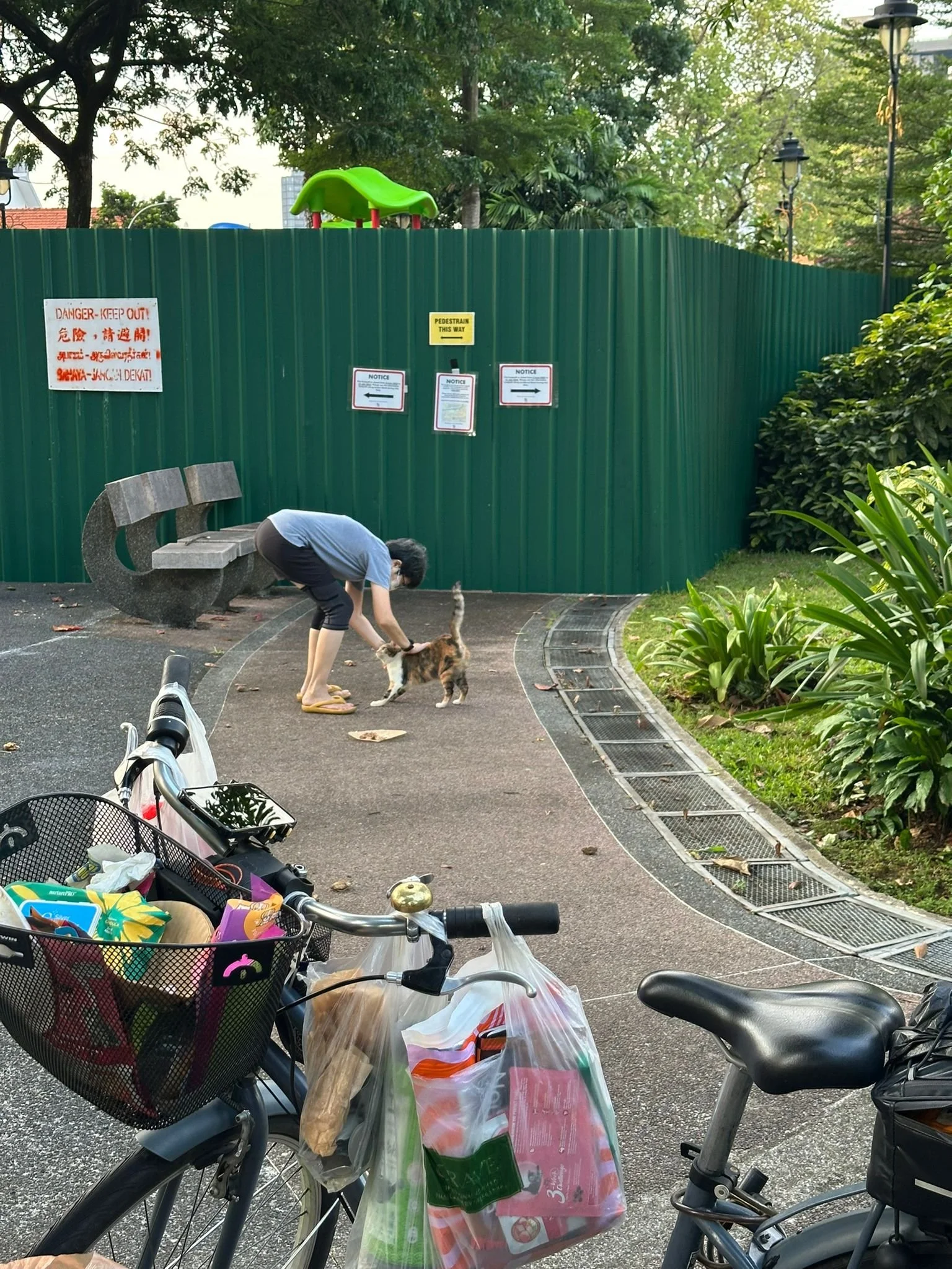 community cat feeder feeding cats