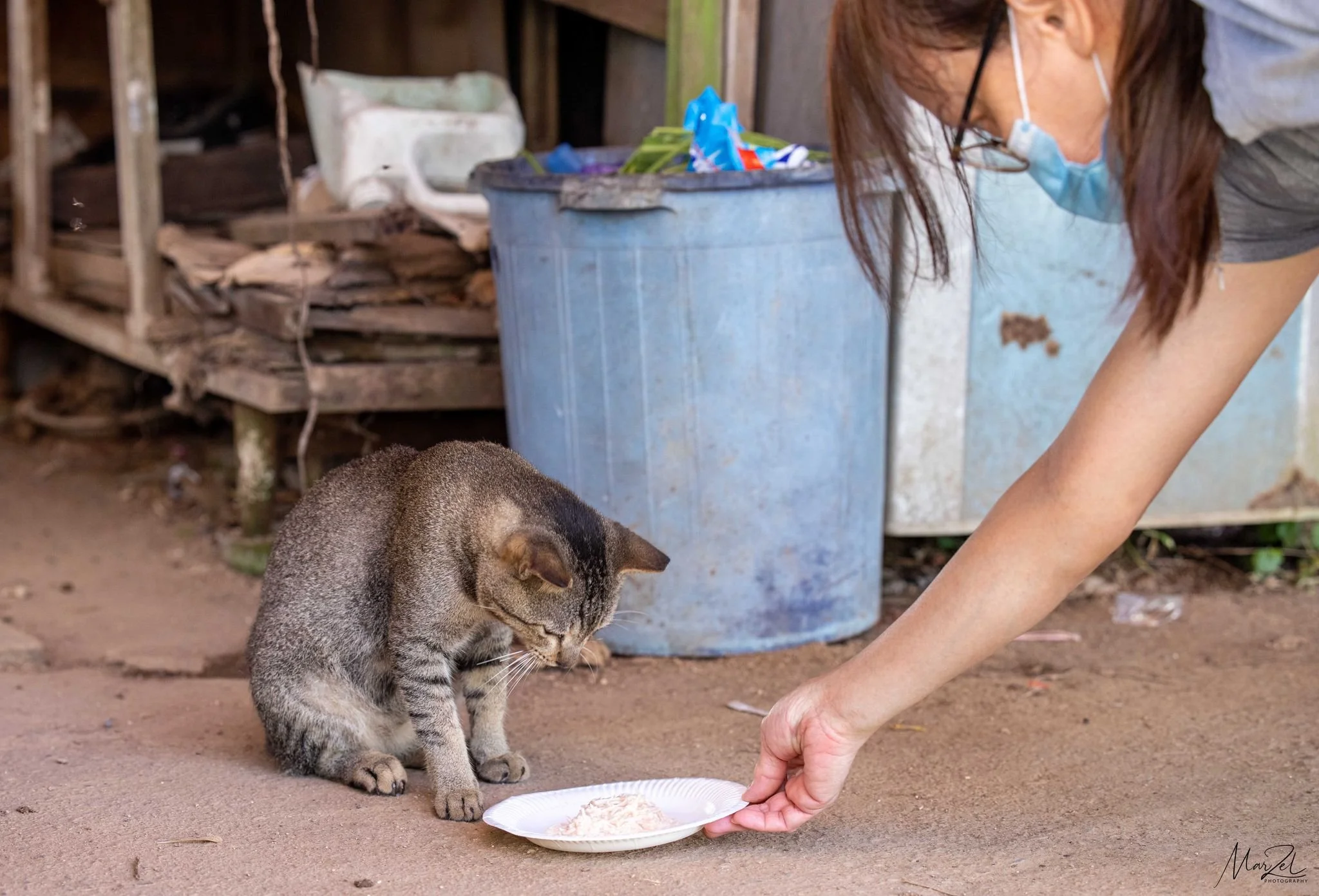 community cat feeder