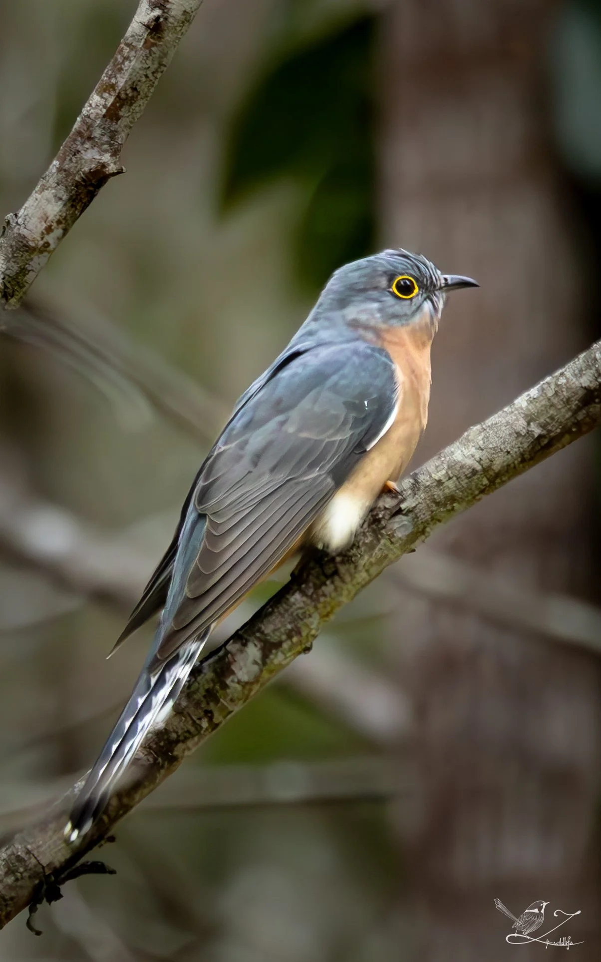 Forestdale - Fan-tailed Cuckoo.jpg