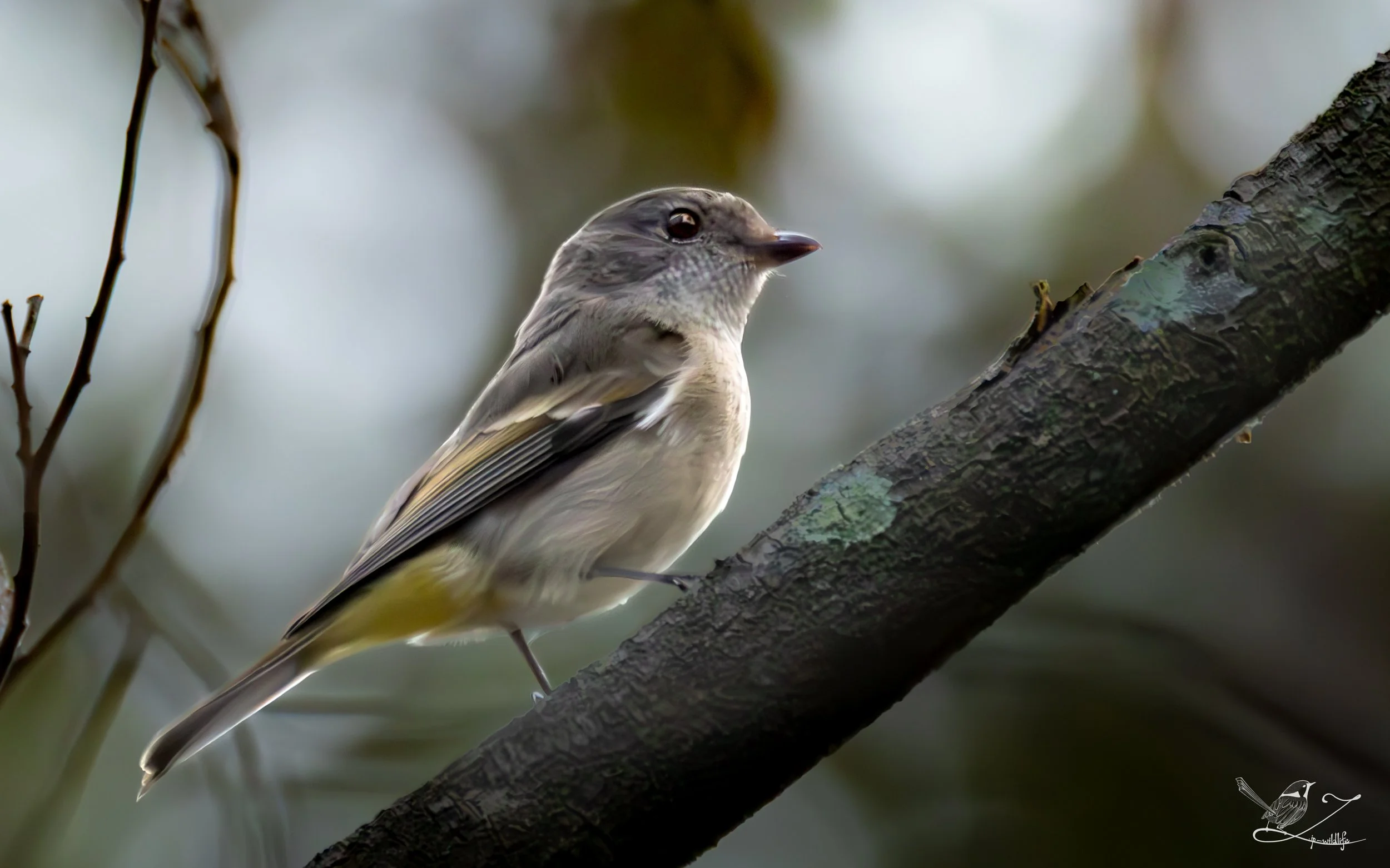 Forestdale - Golden Whistler (female).jpg