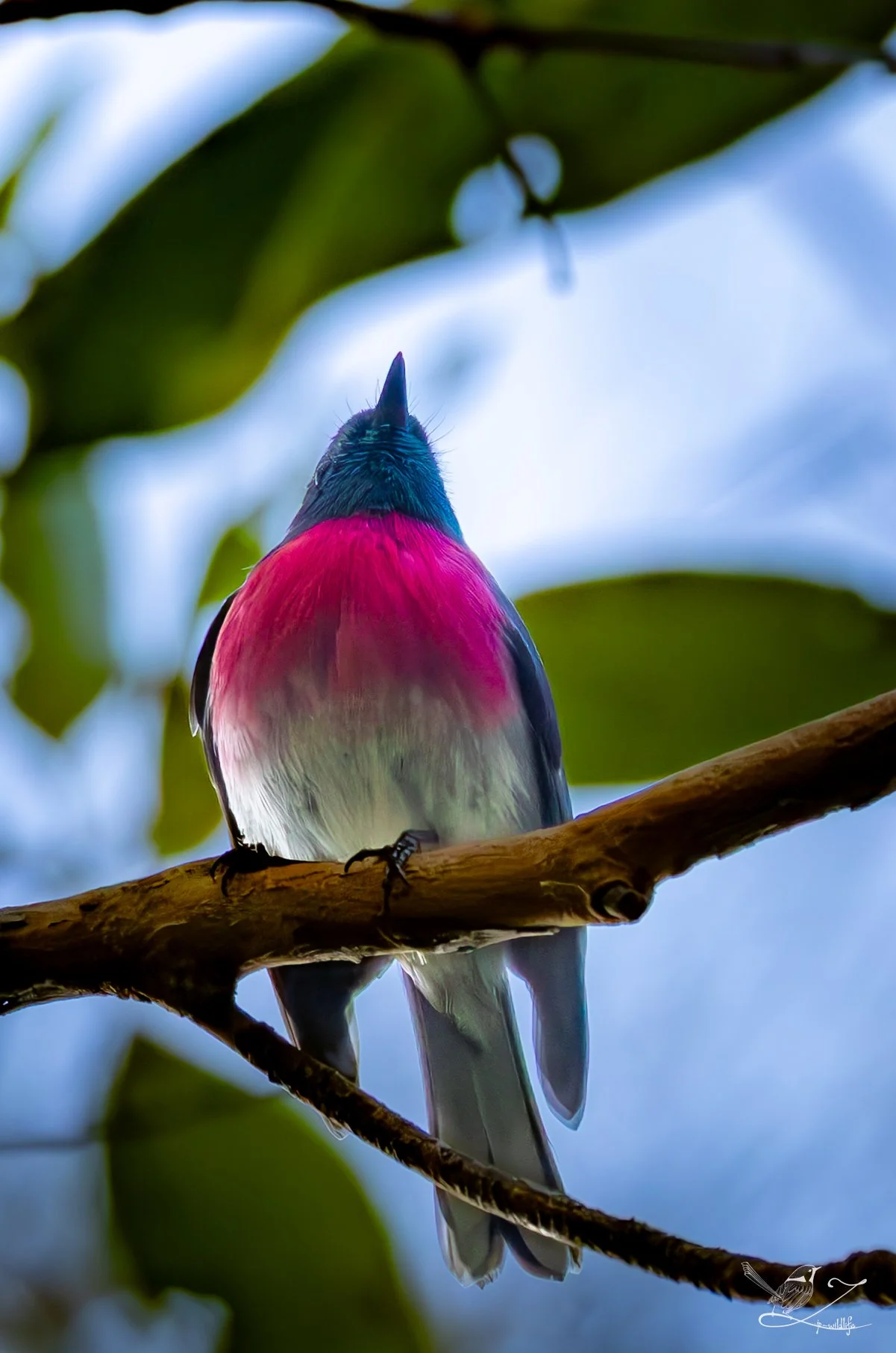 Forestdale - Rose Robin -2.jpg