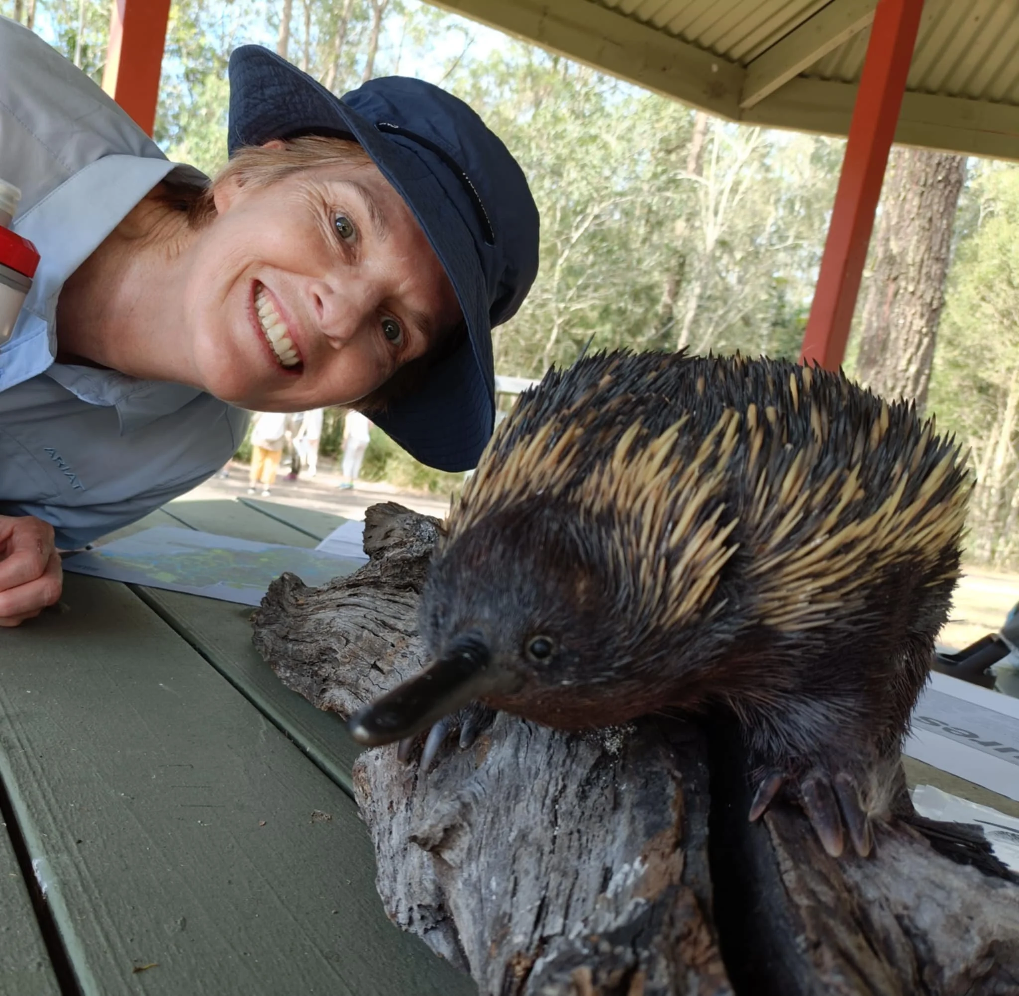 Spike the Echidna.JPG