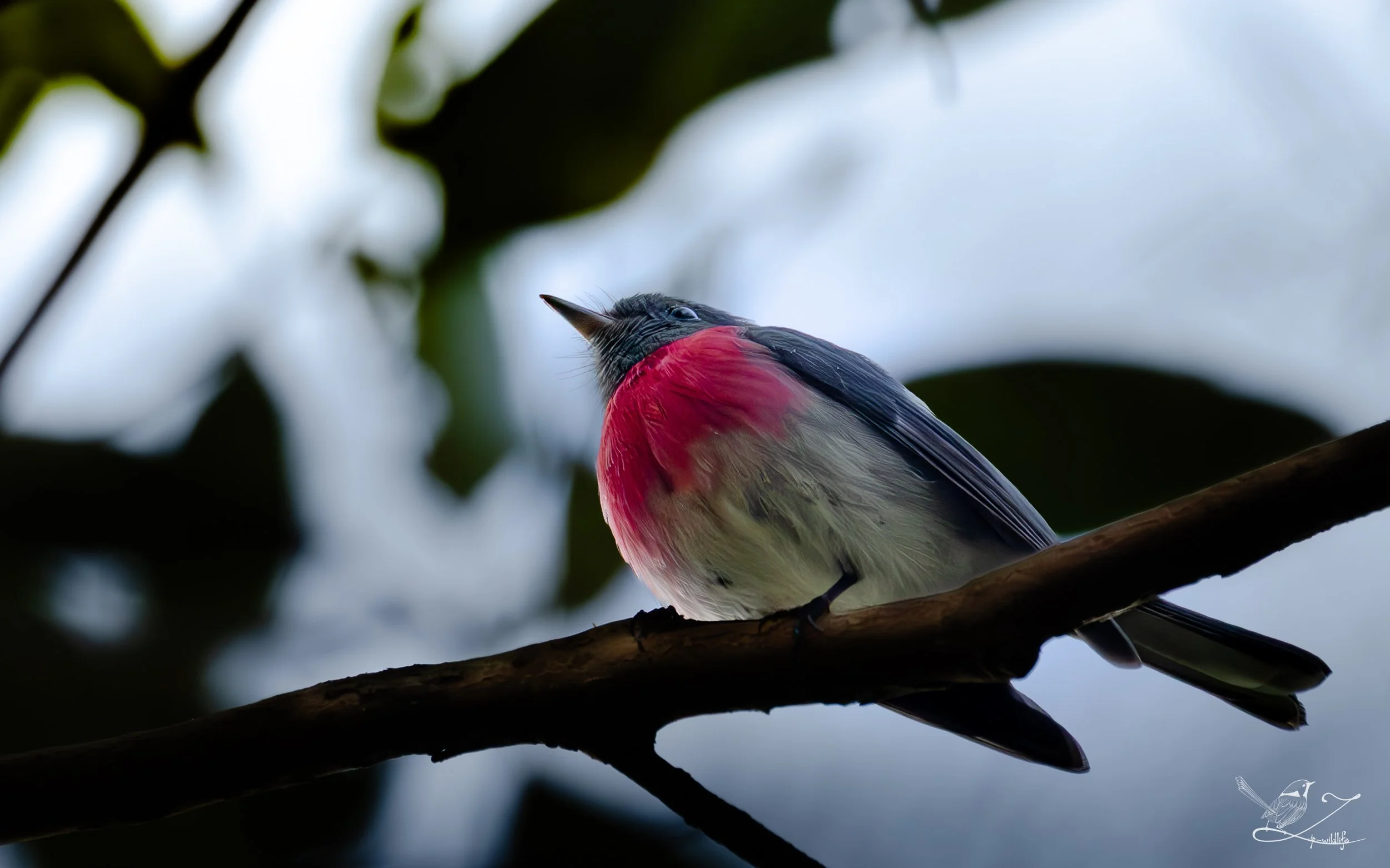 Forestdale - Rose Robin.jpg